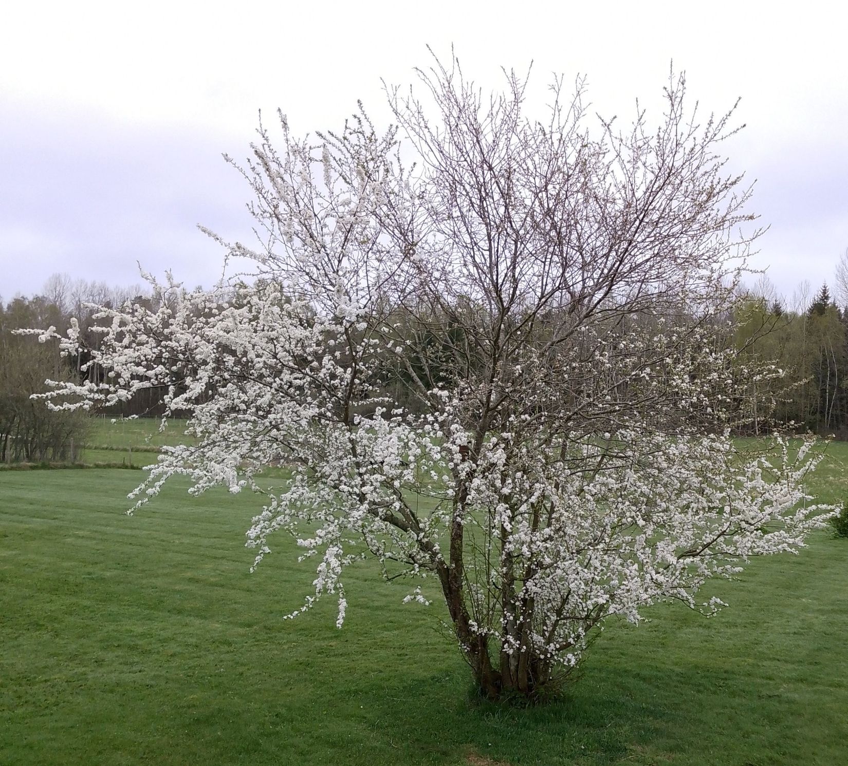 Villa, Fågelhaget 510, Fågelhaget/Folkatorp, Kumla