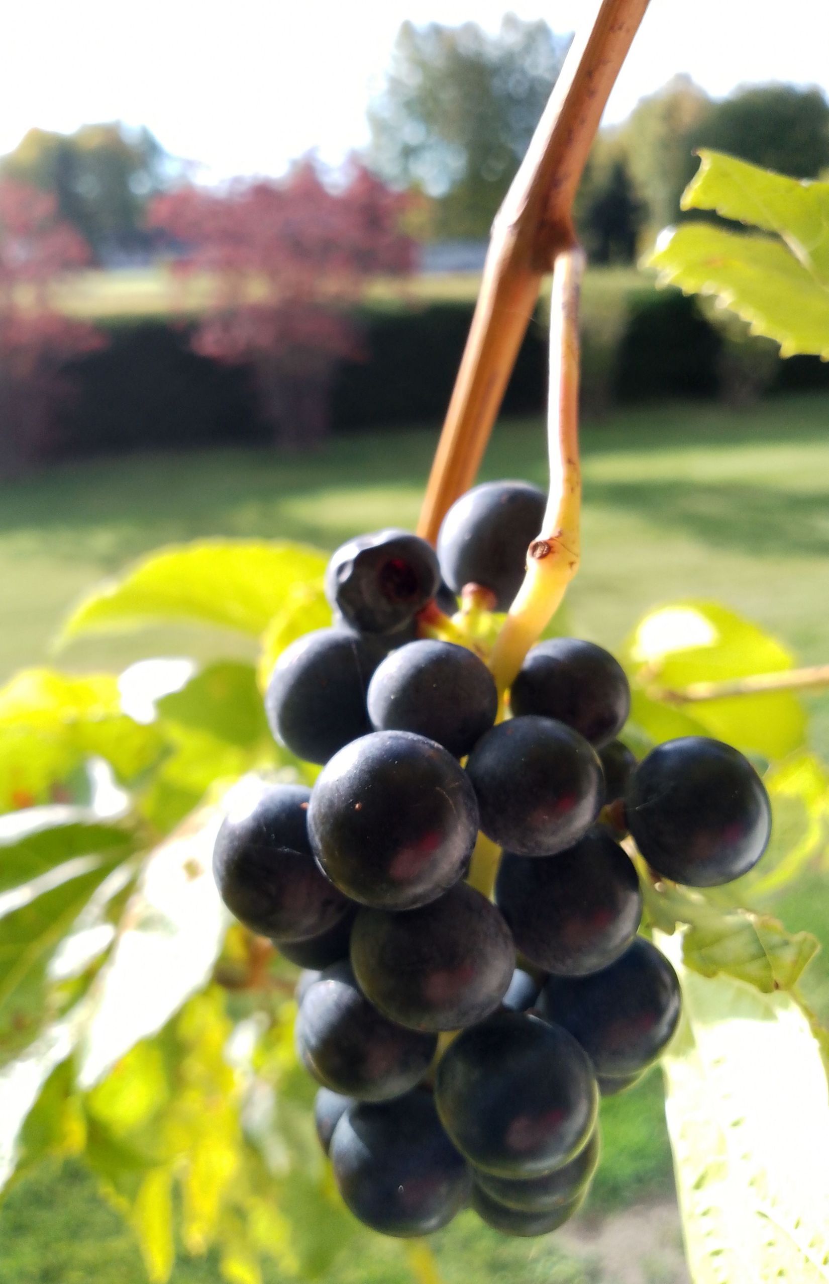 Villa, Fågelhaget 510, Fågelhaget/Folkatorp, Kumla