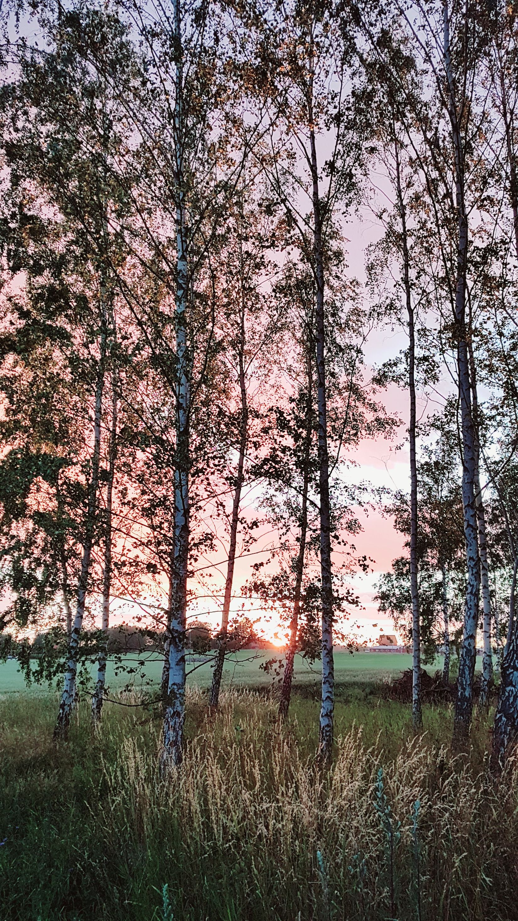 Tomt, Flistad/Maspelösa, Maspelösa, Linköping