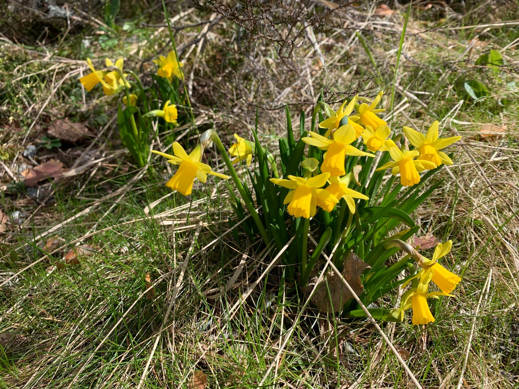 Gård/Skog, Åsnebostugan, Bengtsfors