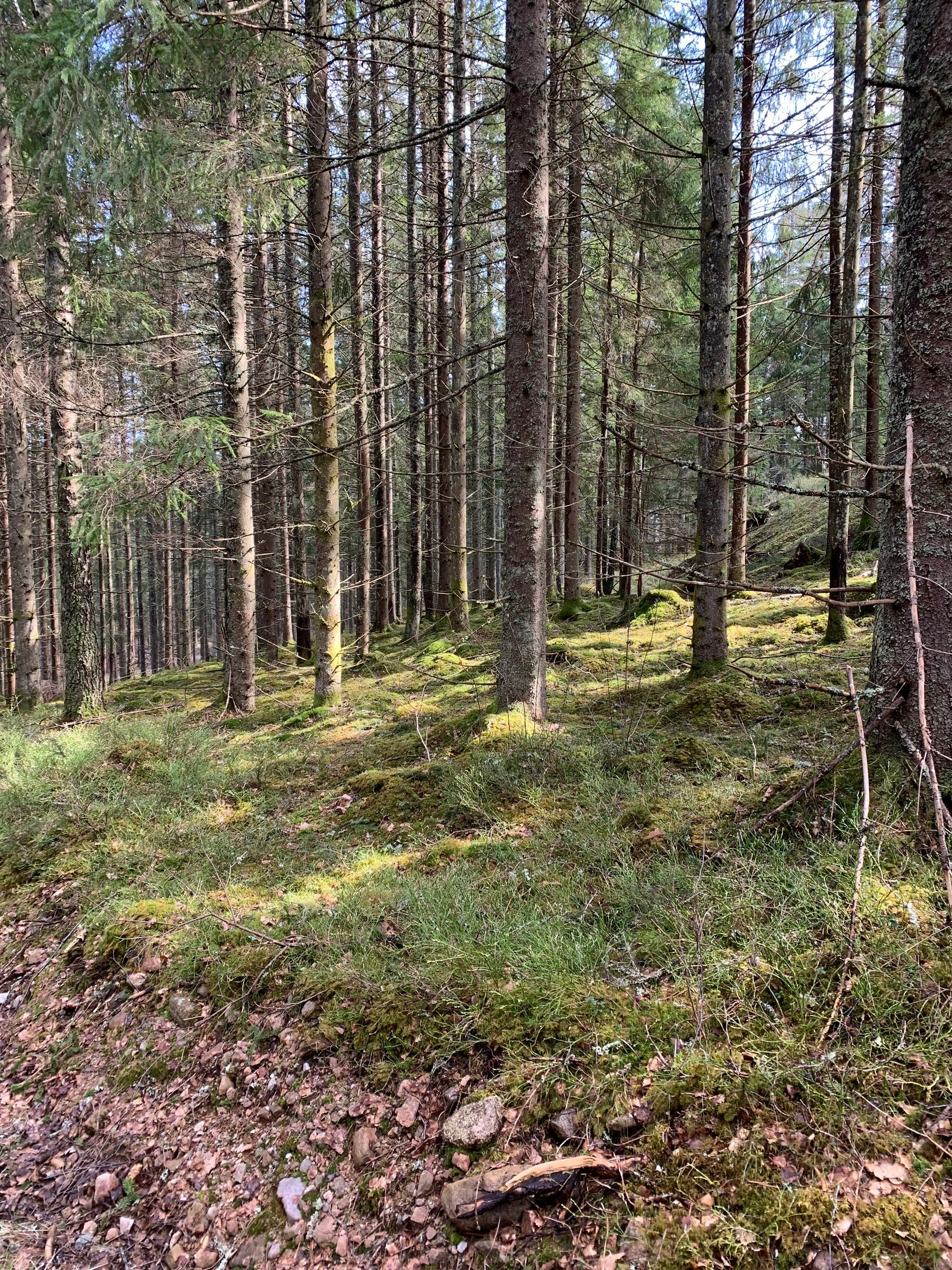Gård/Skog, Åsnebostugan, Bengtsfors