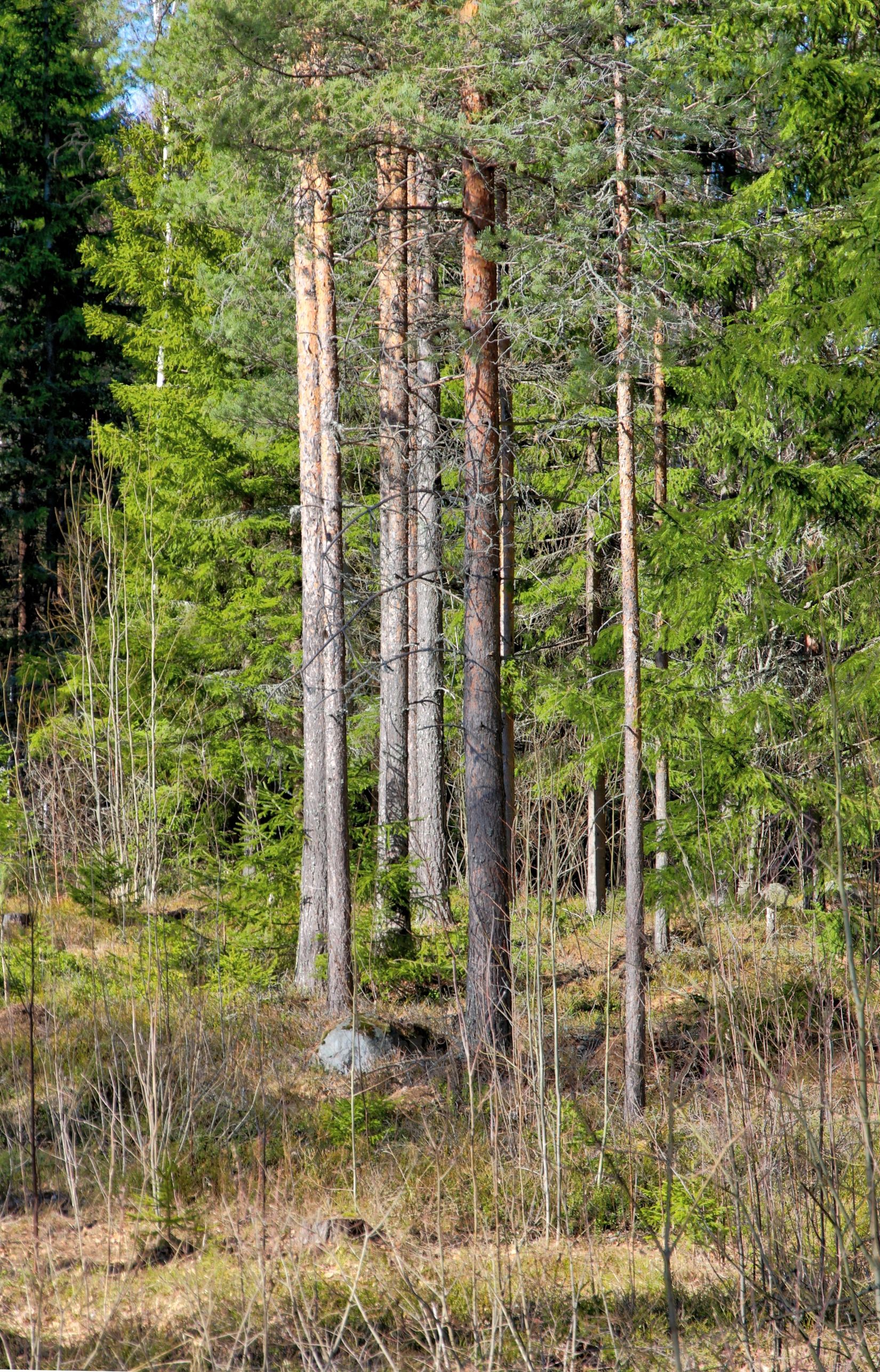 Tomt, Domänvägen 2, Lakbäck, Hudiksvall