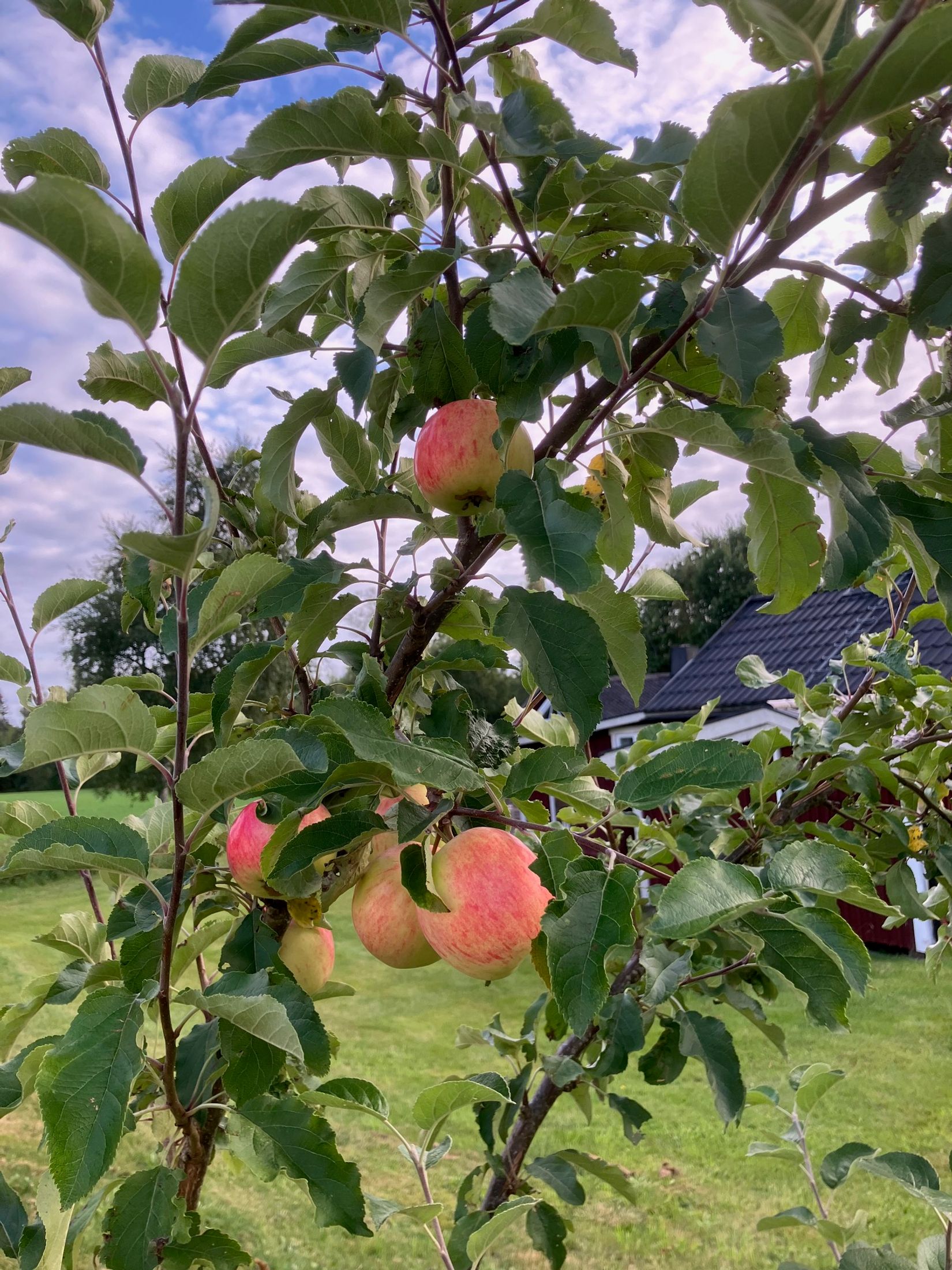 Villa, Sibbarp Andersholm 1, Torset, Sävsjö