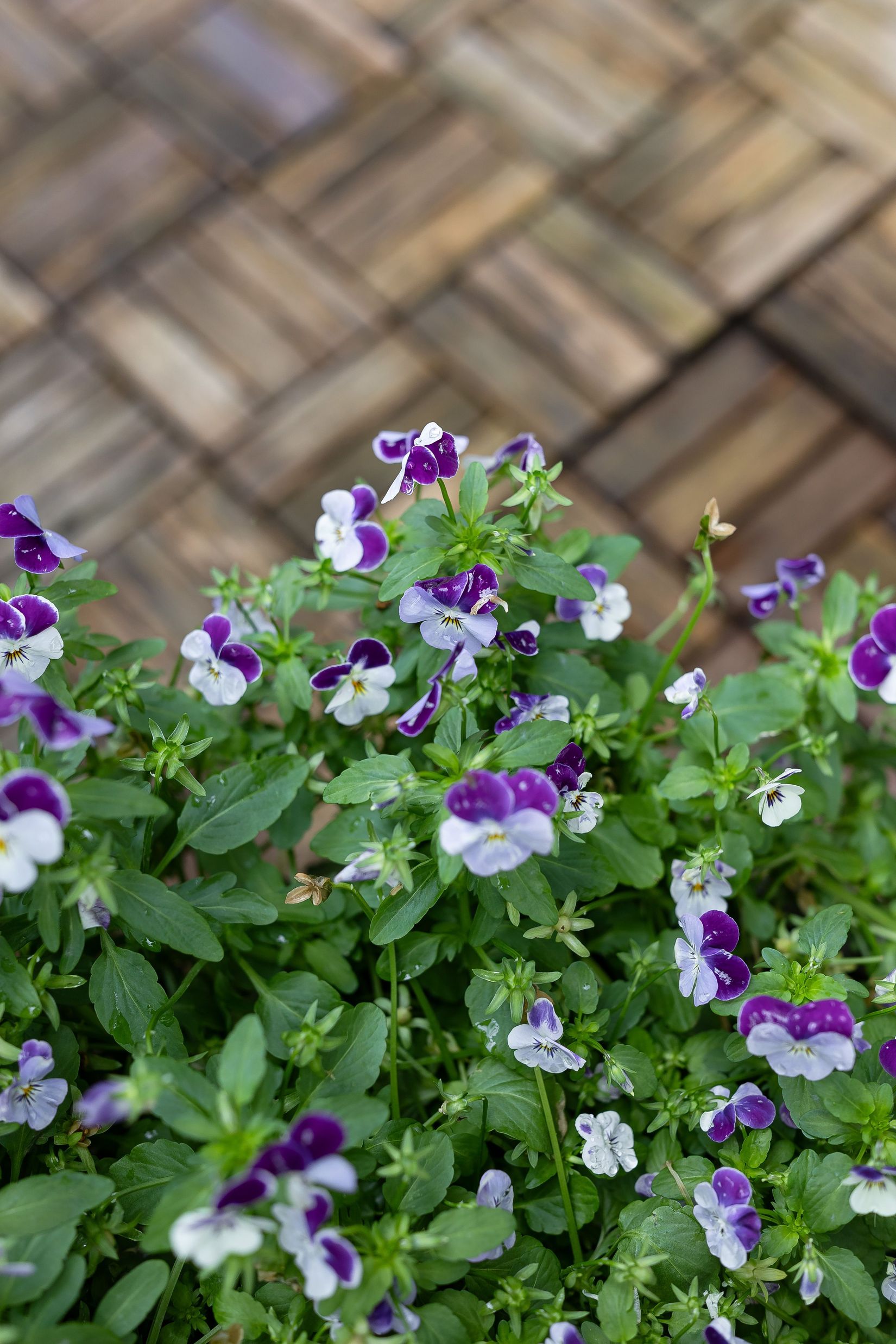 Bostadsrätt, Klövergatan 2D, Tannefors, Linköping