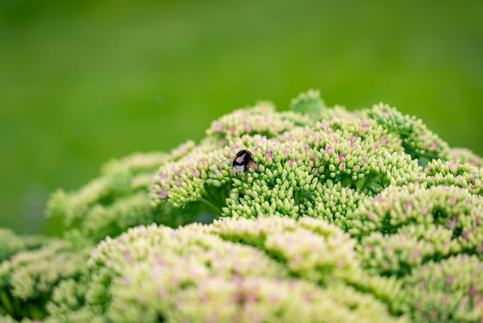 Bostadsrätt, Radhus, Ejdervägen 4, Borsökna, Eskilstuna