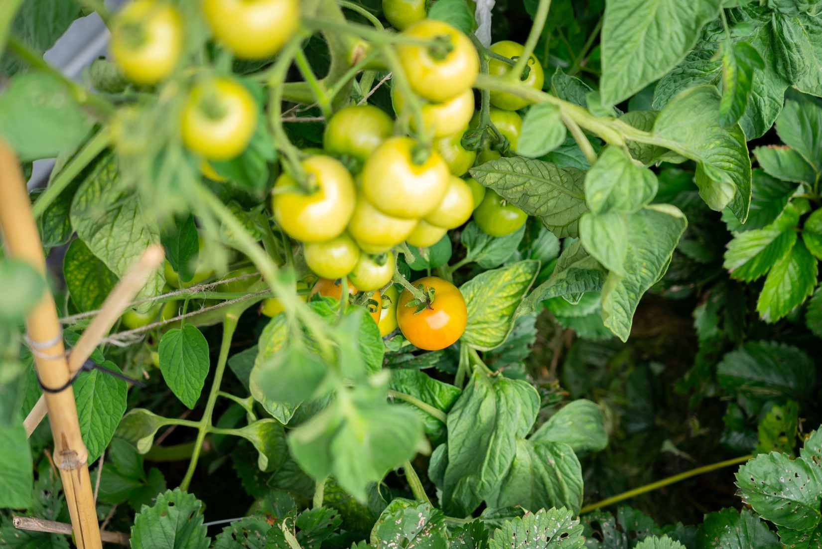 Bostadsrätt, Radhus, Ejdervägen 4, Borsökna, Eskilstuna