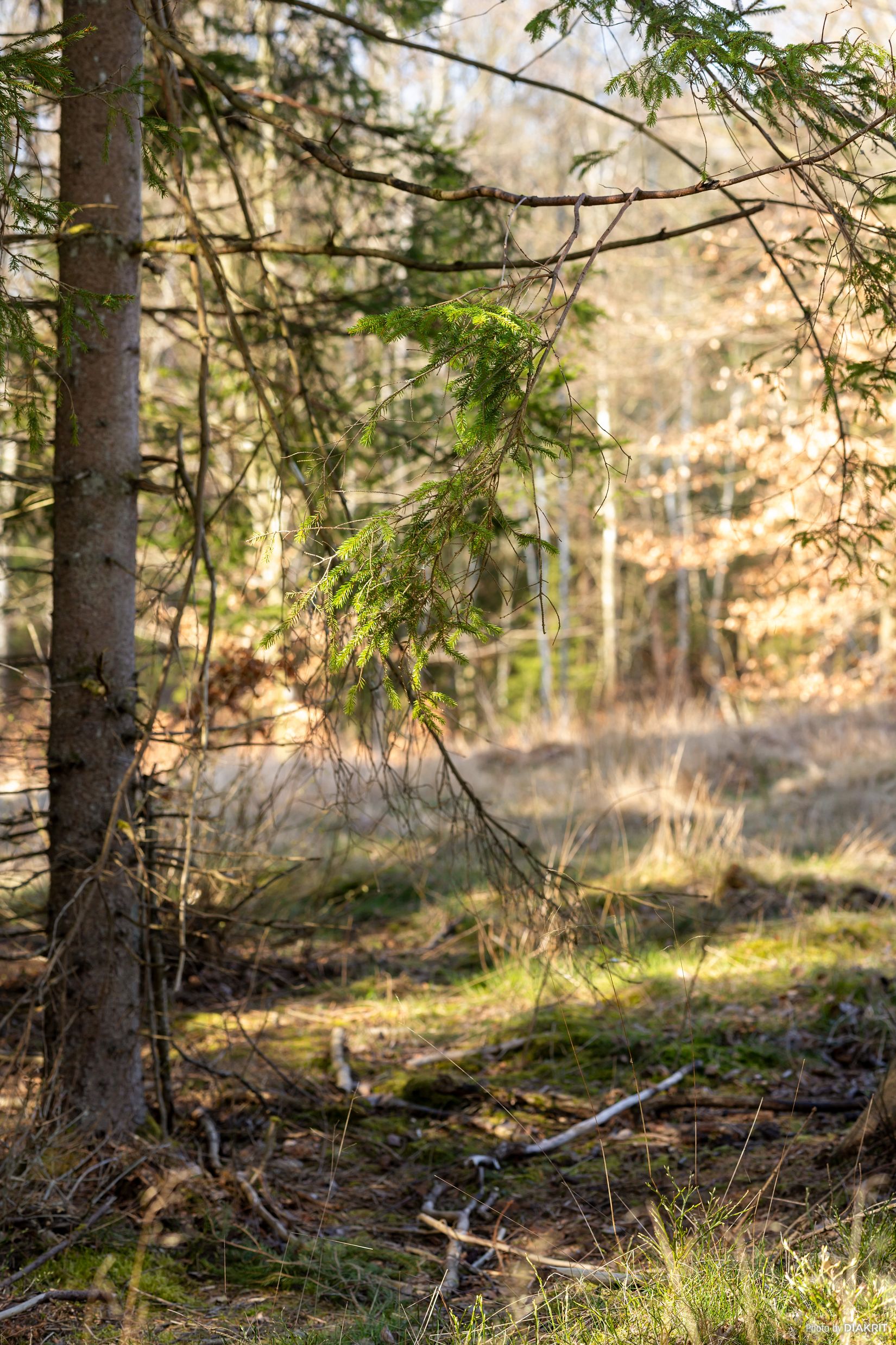 Tomt, Bygg drömboendet i Eket – med naturen som närmsta granne, Eket, Örkelljunga