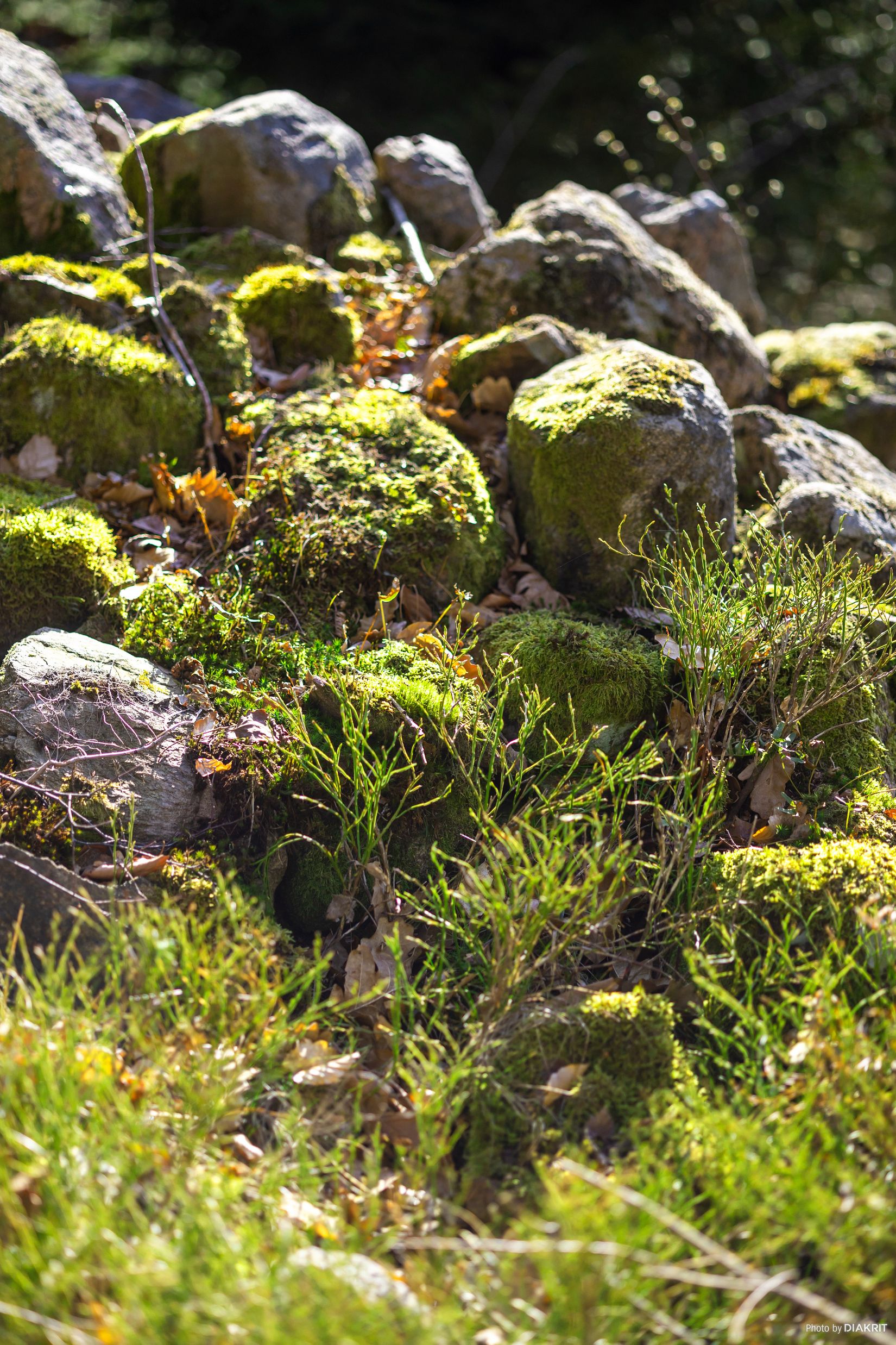 Tomt, Bygg drömboendet i Eket – med naturen som närmsta granne, Eket, Örkelljunga