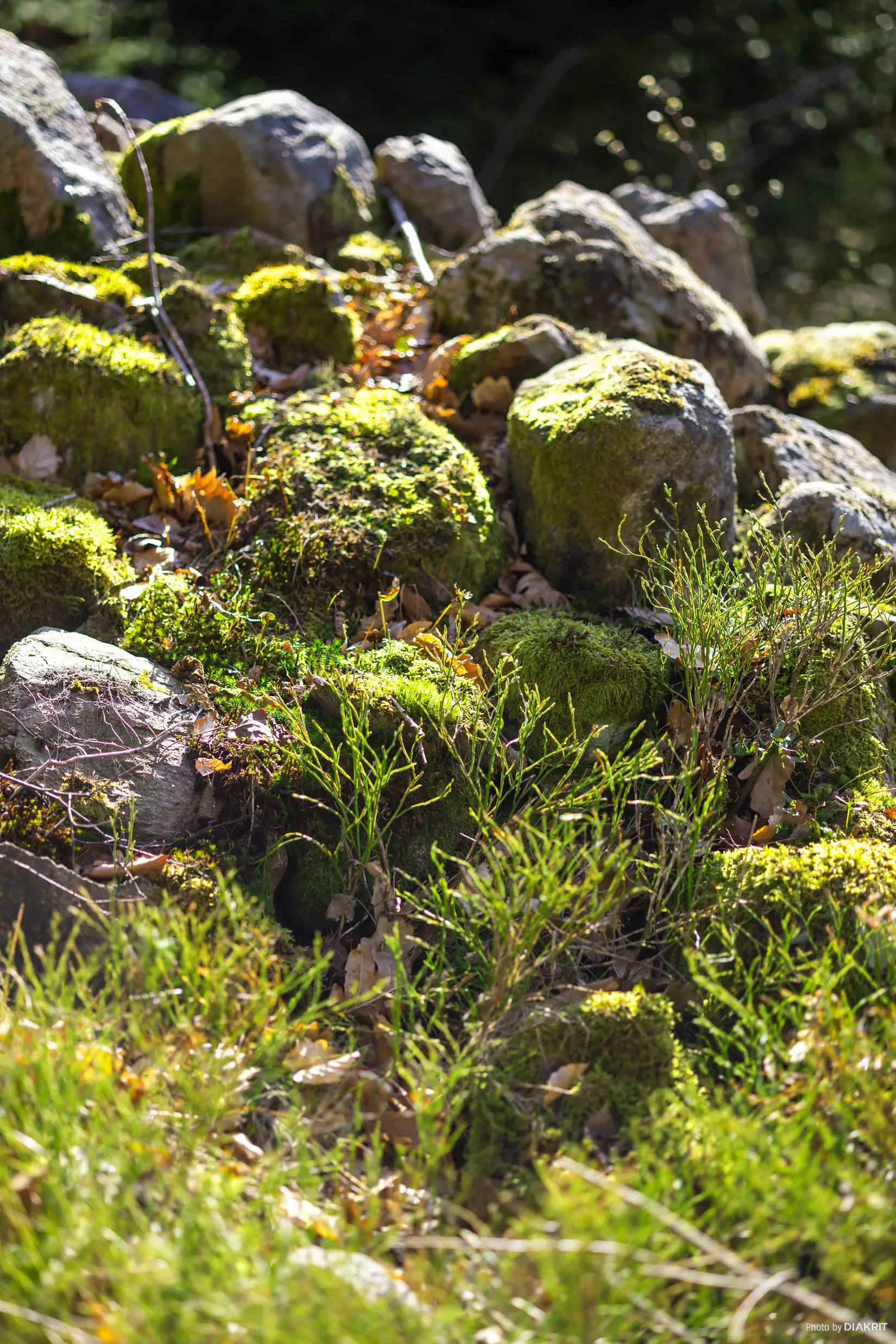 Tomt, Bygg drömboendet i Eket – med naturen som närmsta granne, Eket, Örkelljunga