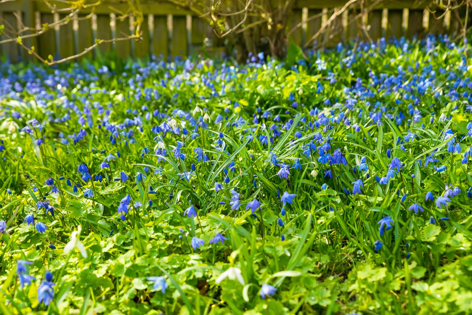 Villa, Sjögatan 25 B, Centrala Åhus, Kristianstad