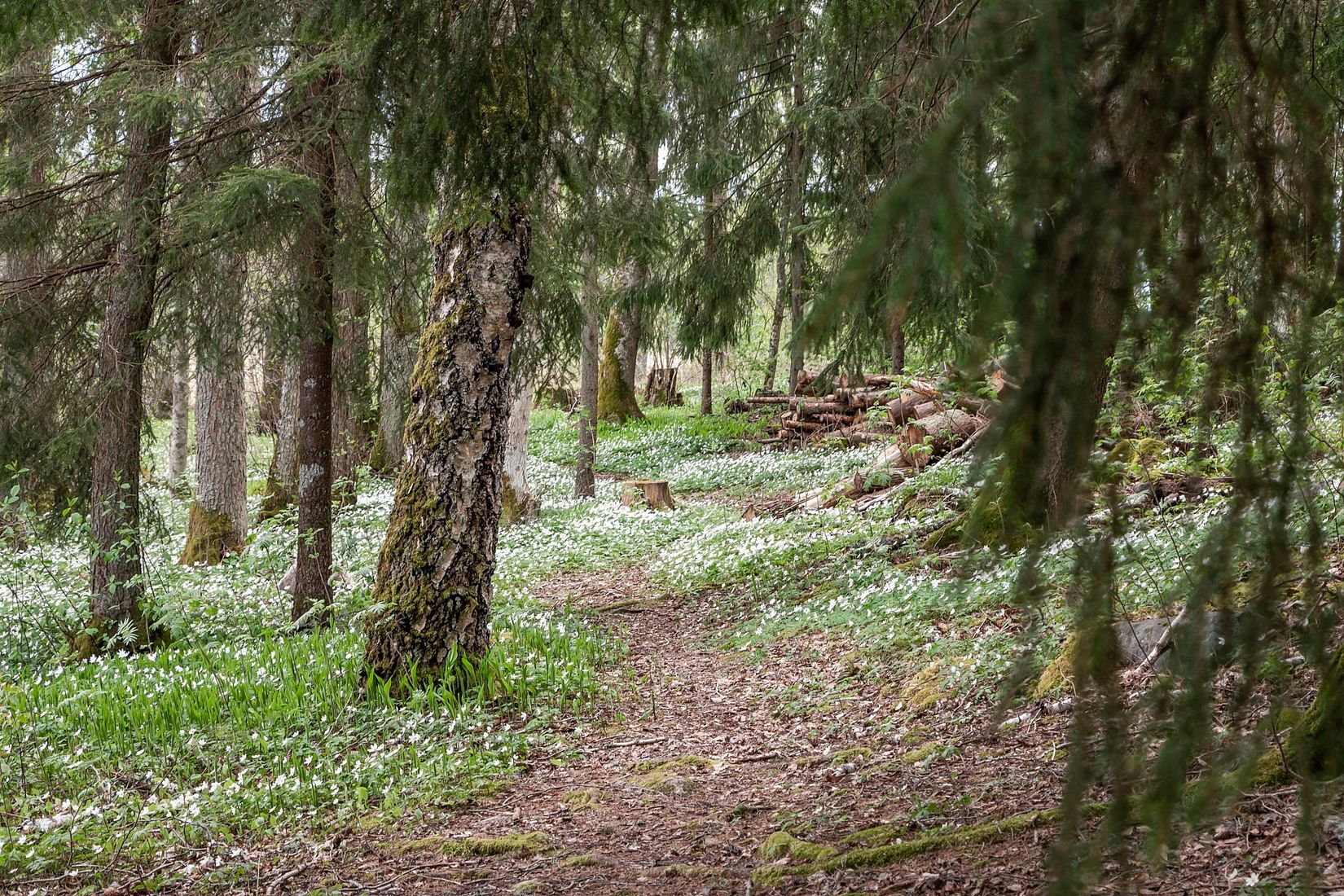 Övrigt, Hovgården 39, Stora aspholmen, Köping