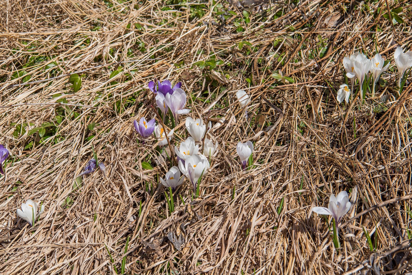 Villa, Bjurberget 32, Finnskogen, Torsby
