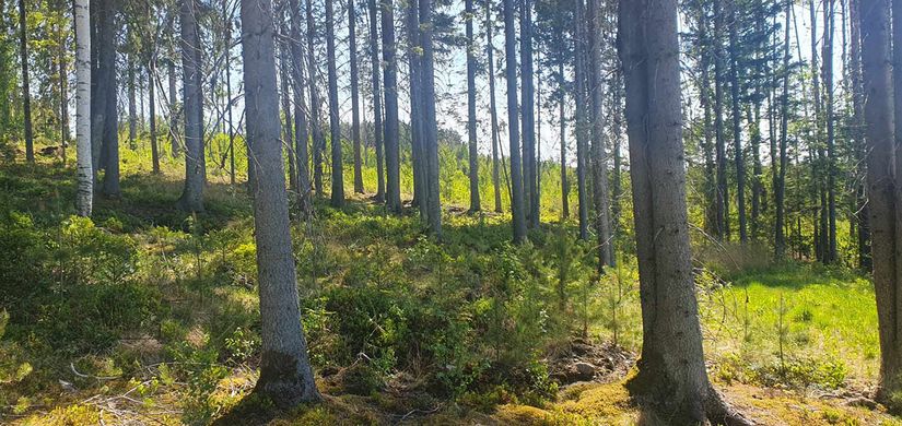 Tomt, Sandfallet 105, Lindesberg