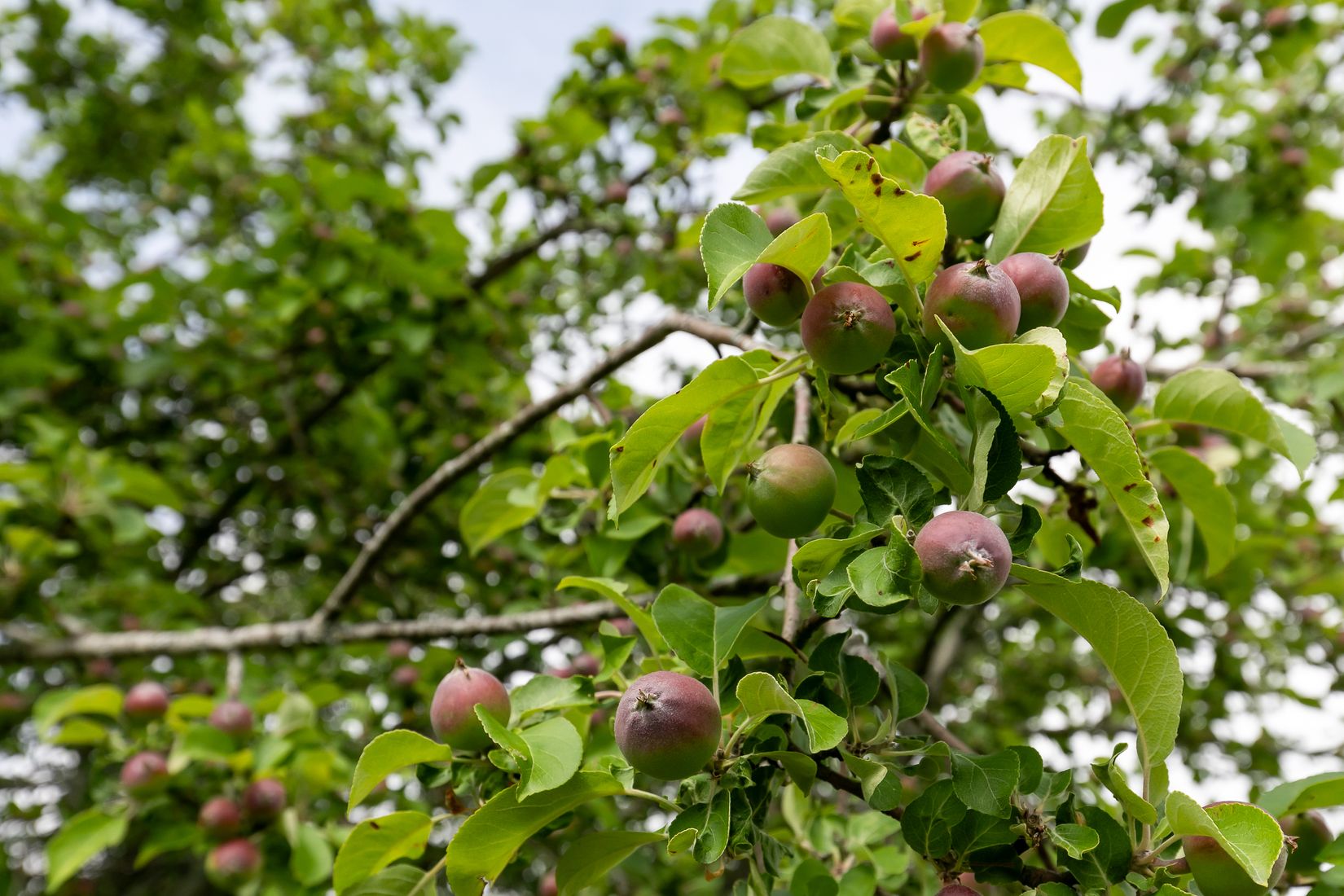 Villa, Begoniagatan 10, Mellringe, Örebro