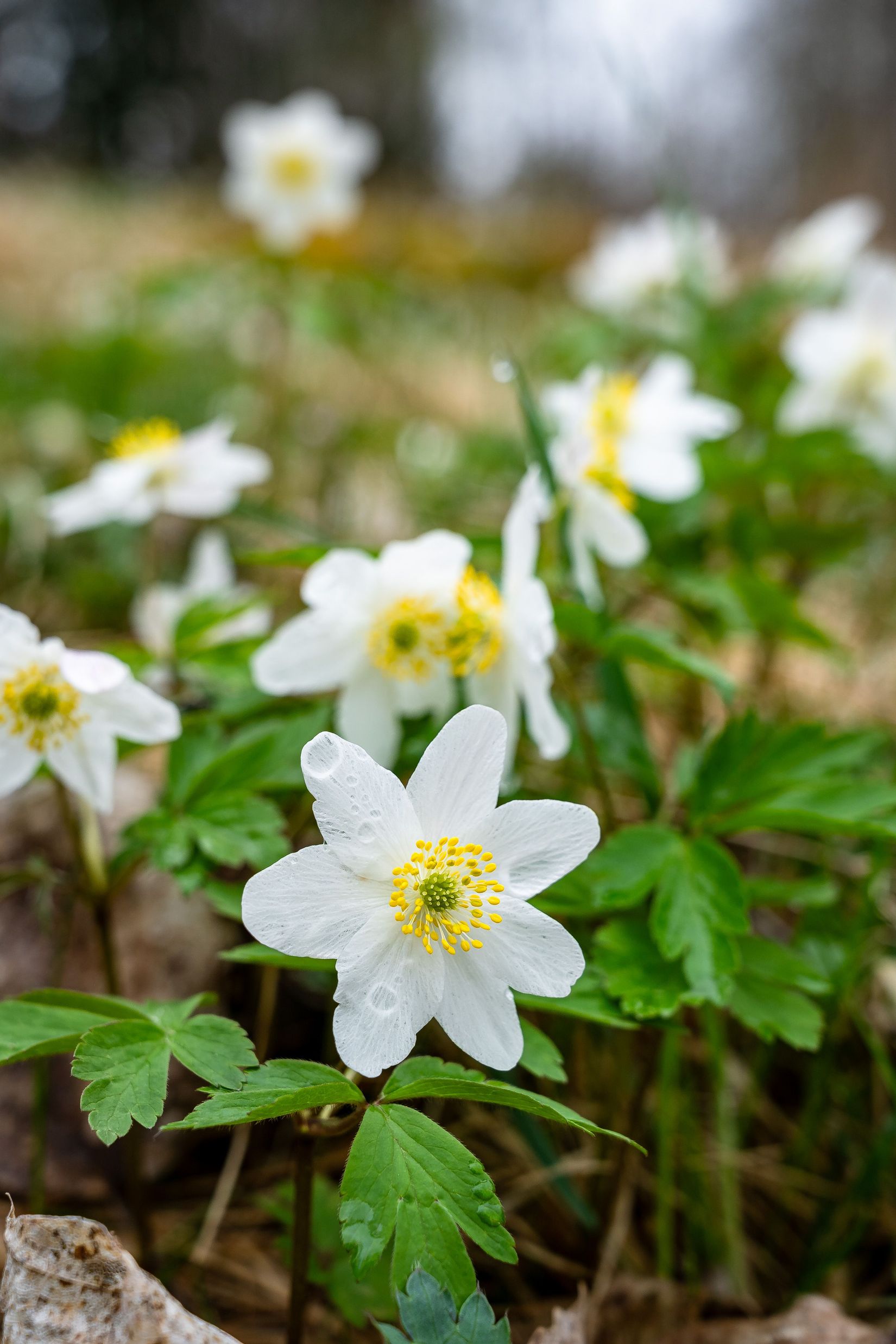 Gård/Skog, Öknaby Östergården, Katrineholm