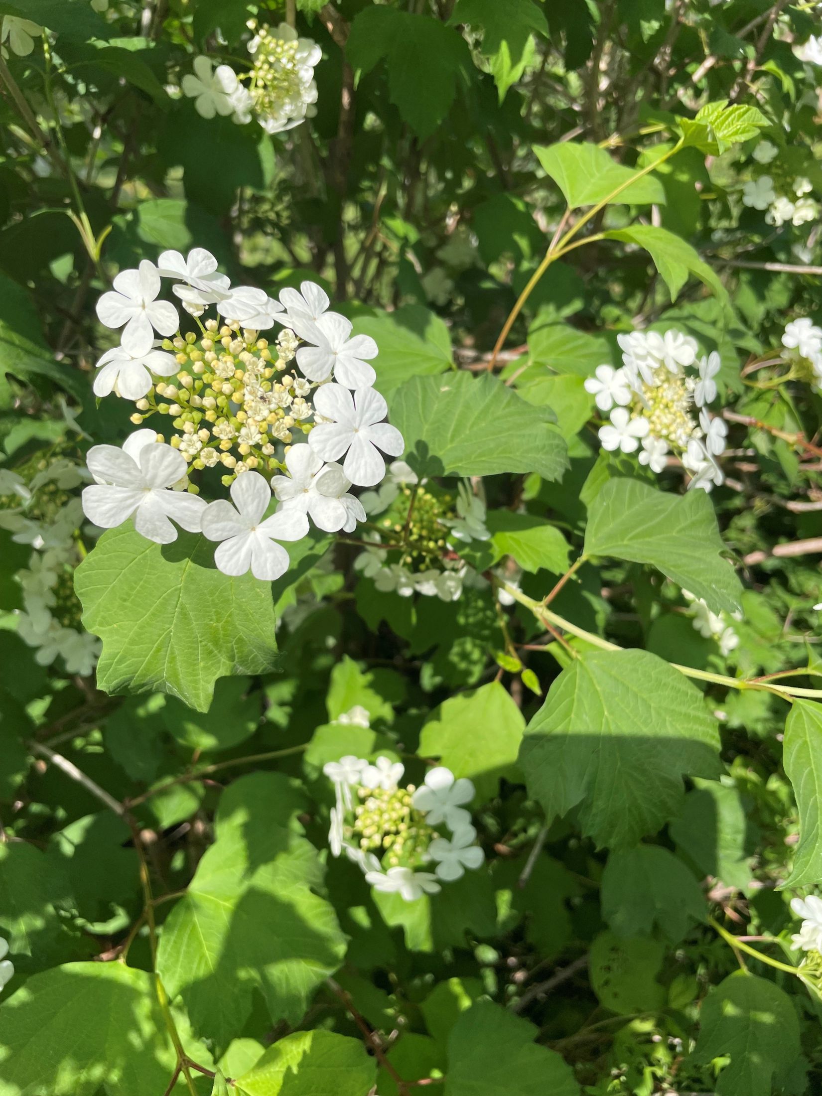 Tomt, Kvisslingbyvägen 25B, Kvisslingby, Österåker