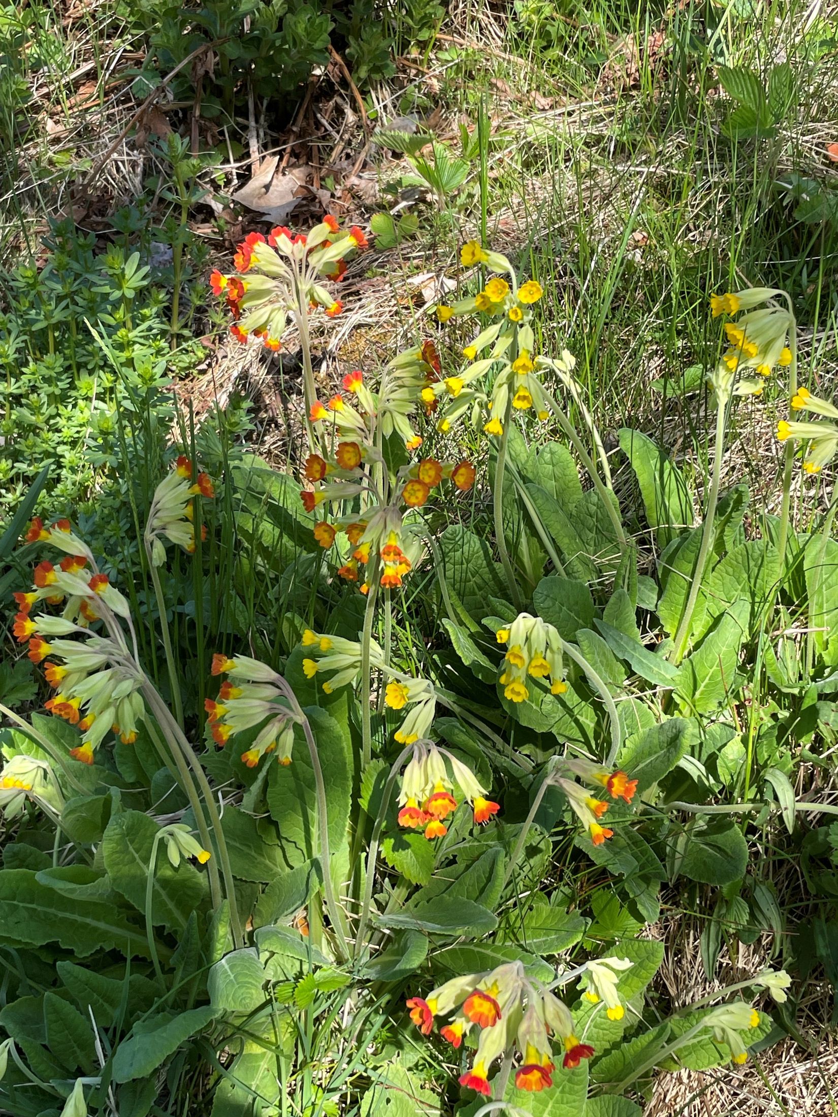 Tomt, Kvisslingbyvägen 25B, Kvisslingby, Österåker