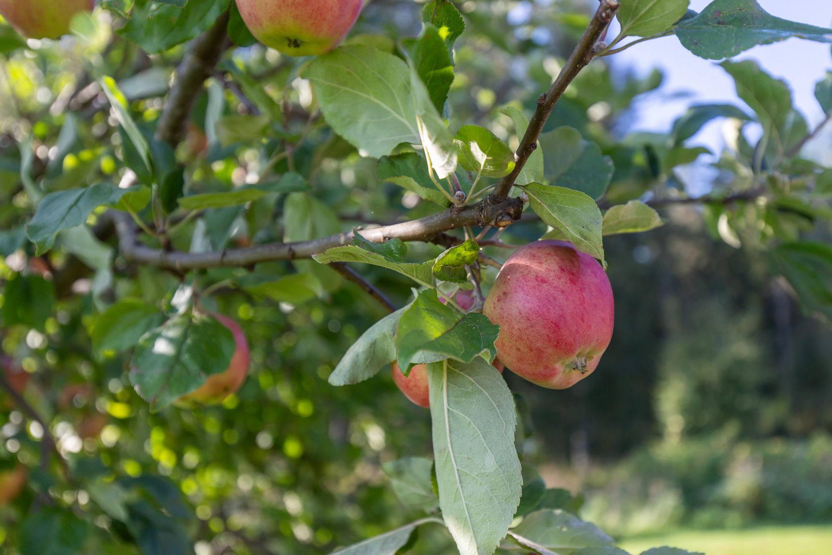 Gård/Skog, Stockvikens gård, Storfors