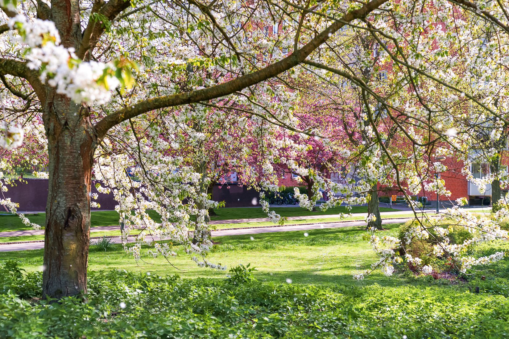 Bostadsrätt, Segevångsgatan 21B, Segevång, Malmö