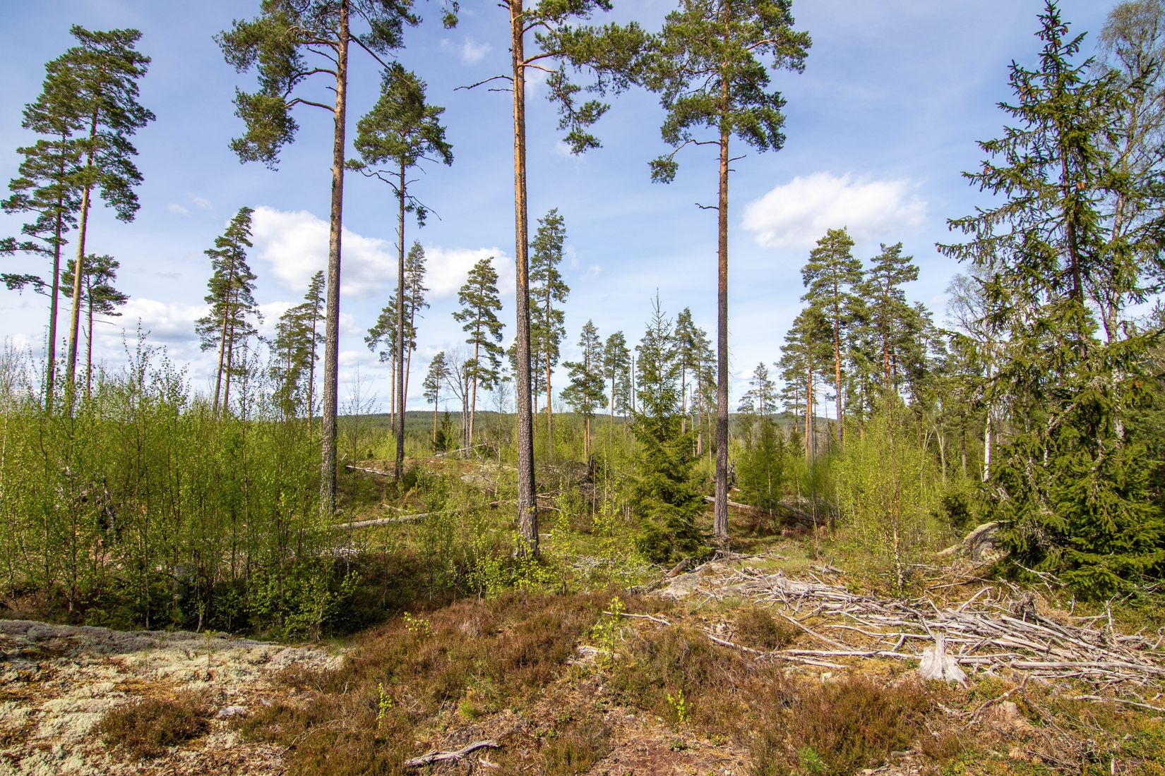Gård/Skog, Öjedalen, Glava, Arvika