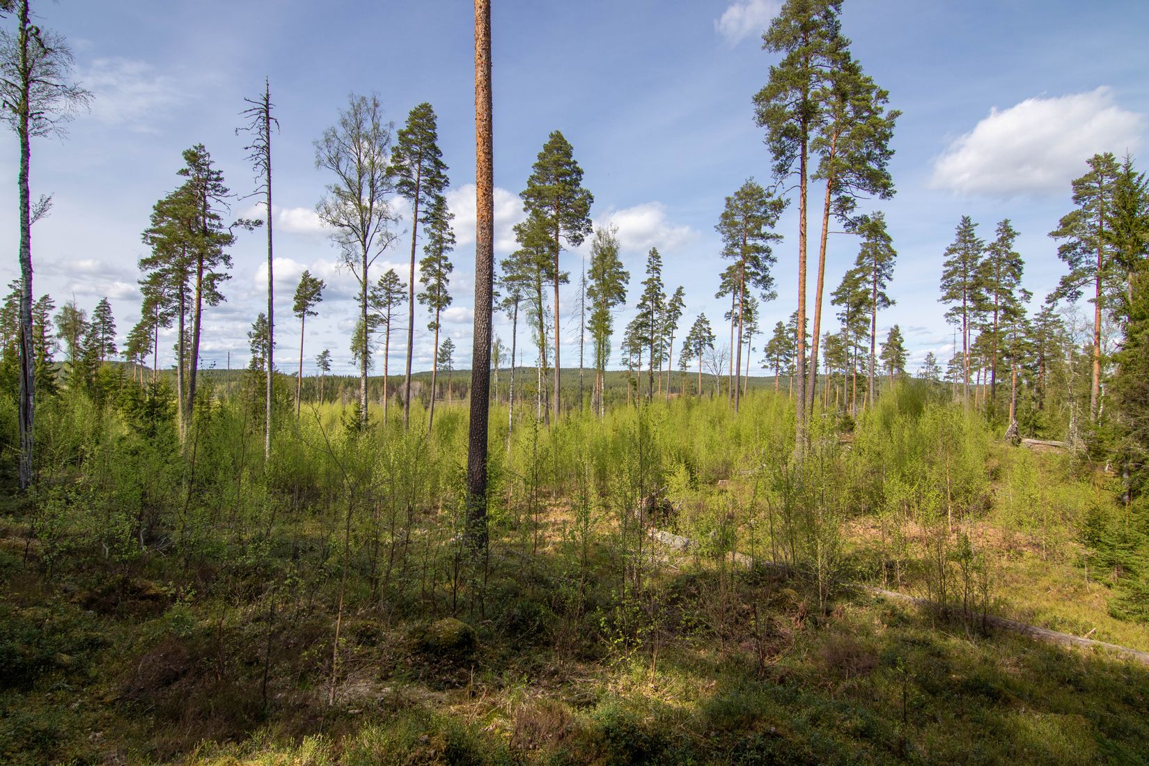 Gård/Skog, Öjedalen, Glava, Arvika