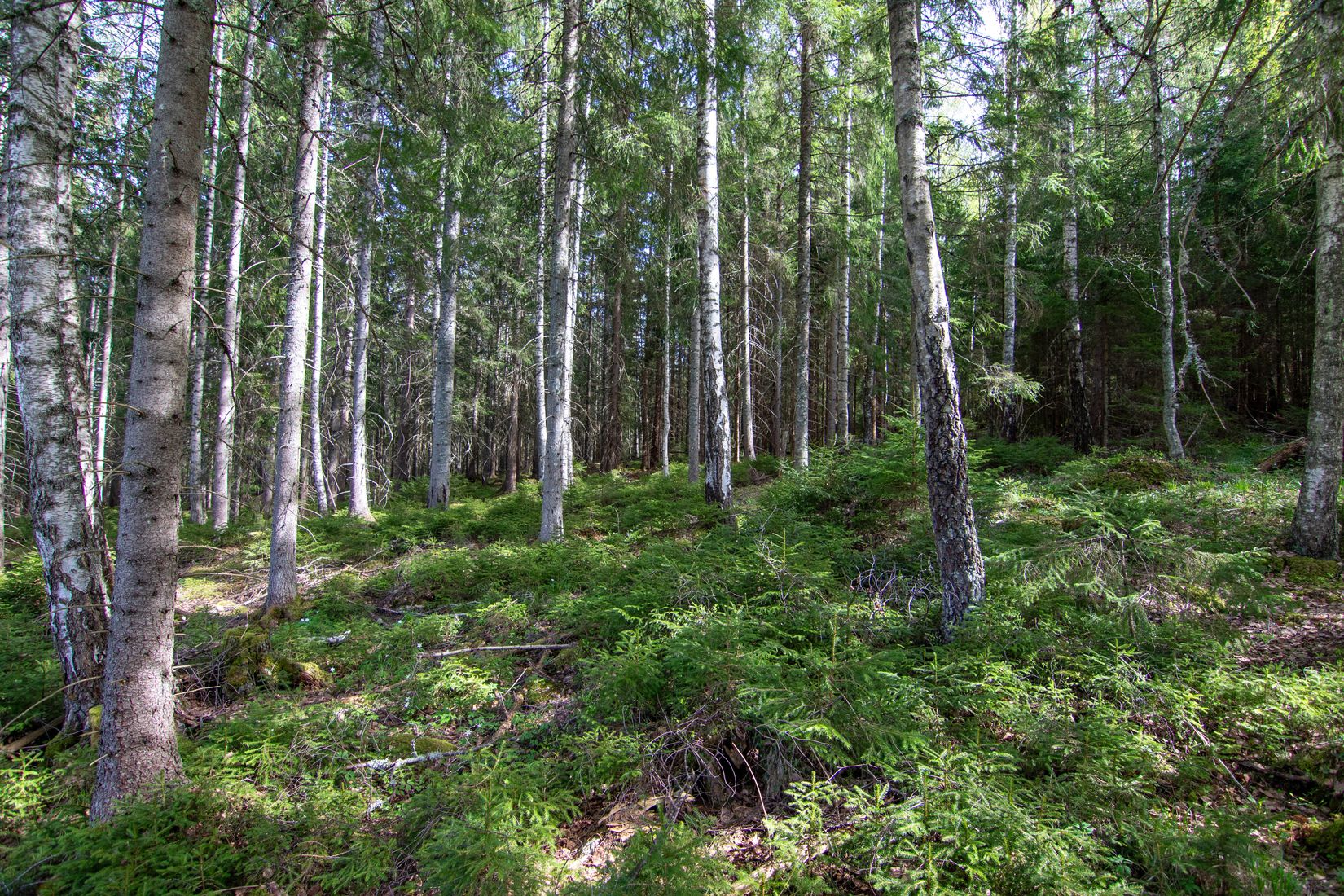 Gård/Skog, Öjedalen, Glava, Arvika