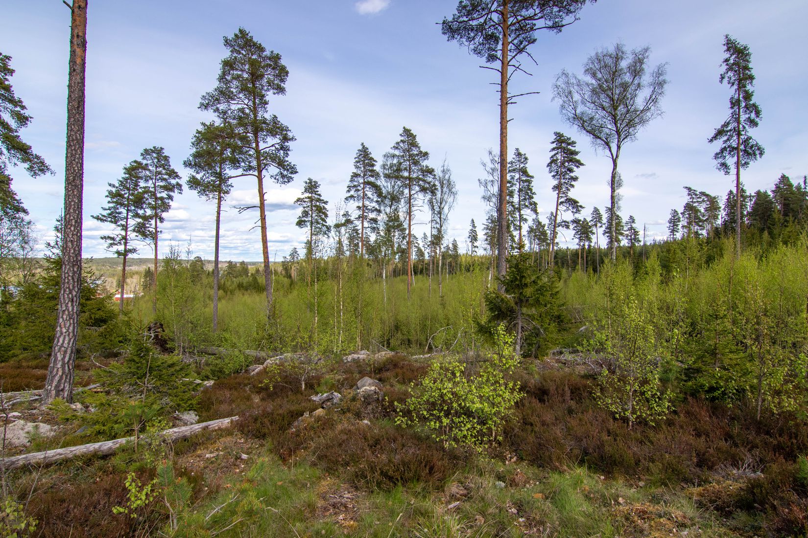 Gård/Skog, Öjedalen, Glava, Arvika