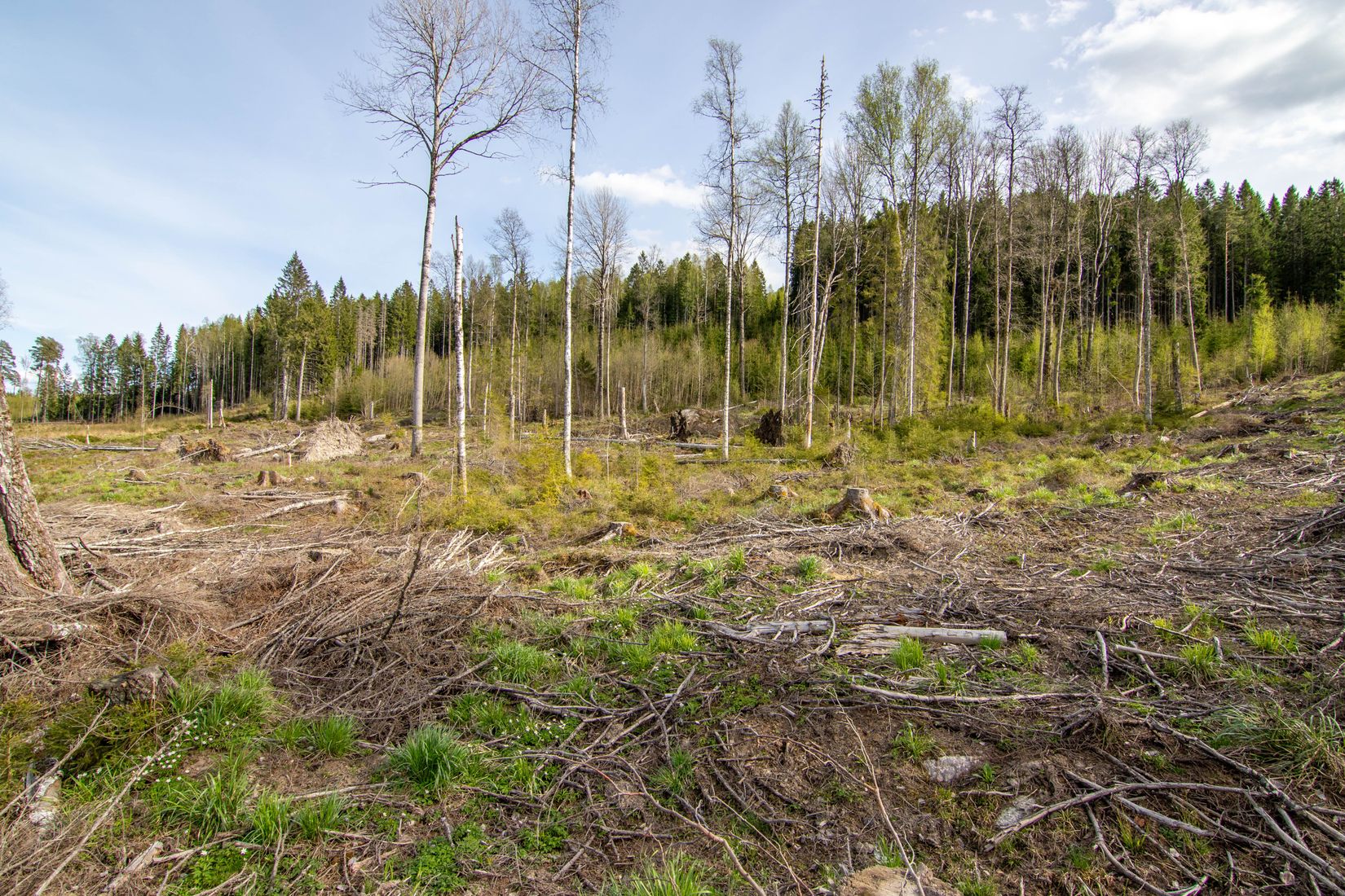 Gård/Skog, Öjedalen, Glava, Arvika