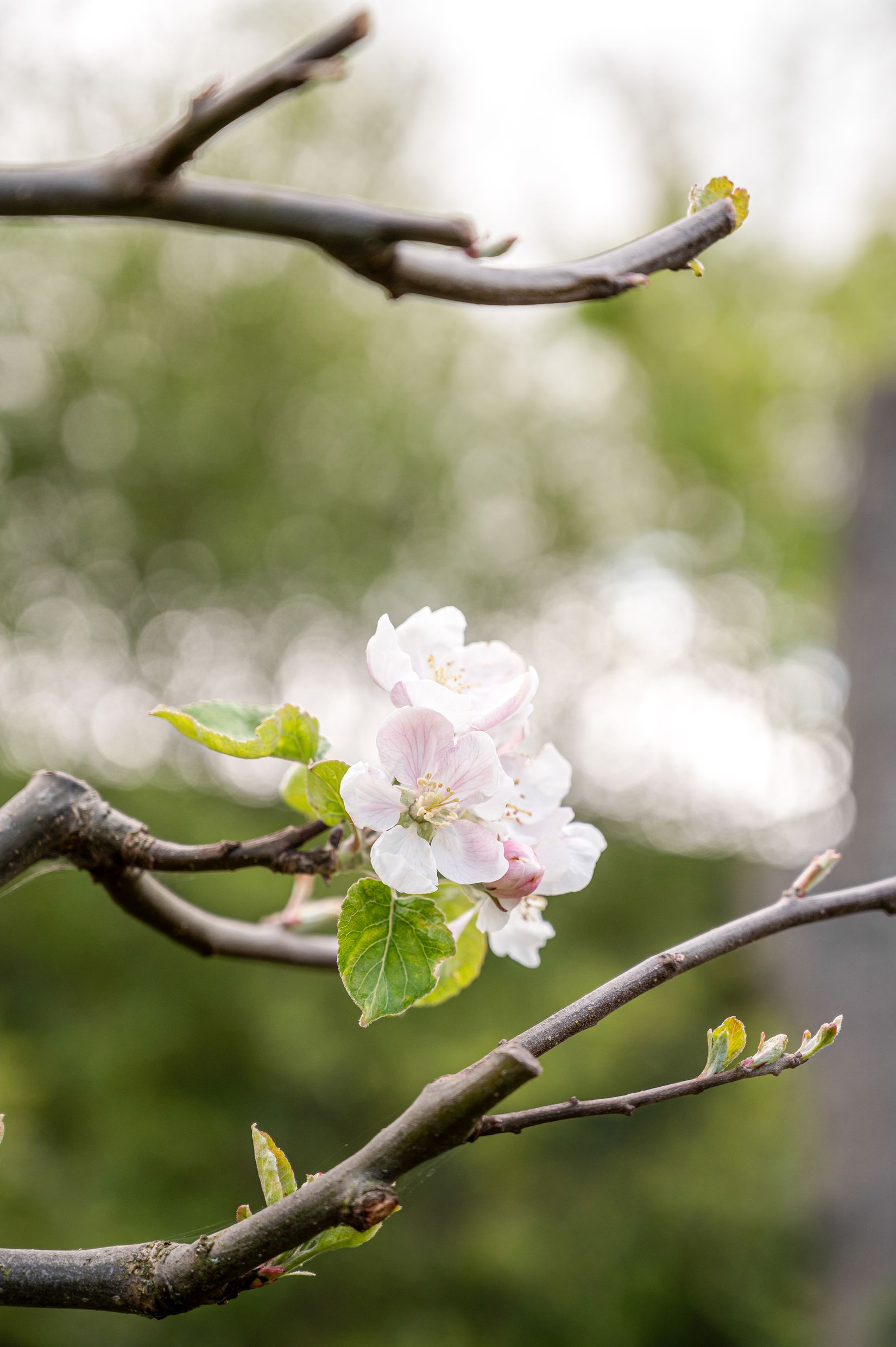 Fritidshus, Rådmansgatan 15 - kolonistuga (17&18) i koloniområdet S:t Månslyckan, Jutahusen, Lund
