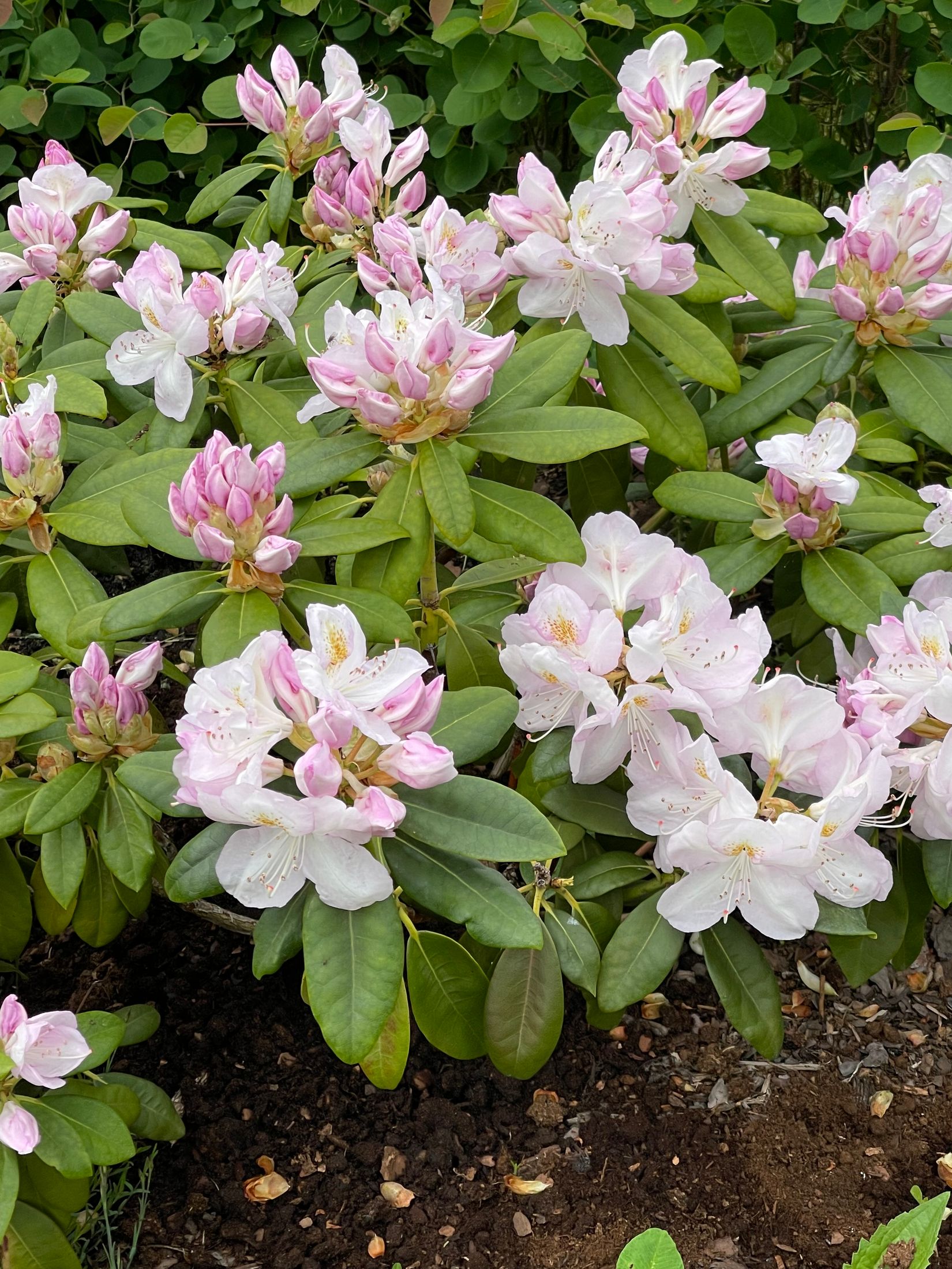 Bostadsrätt, Stadsträdgårdsgatan 14, Framnäs, Västerås