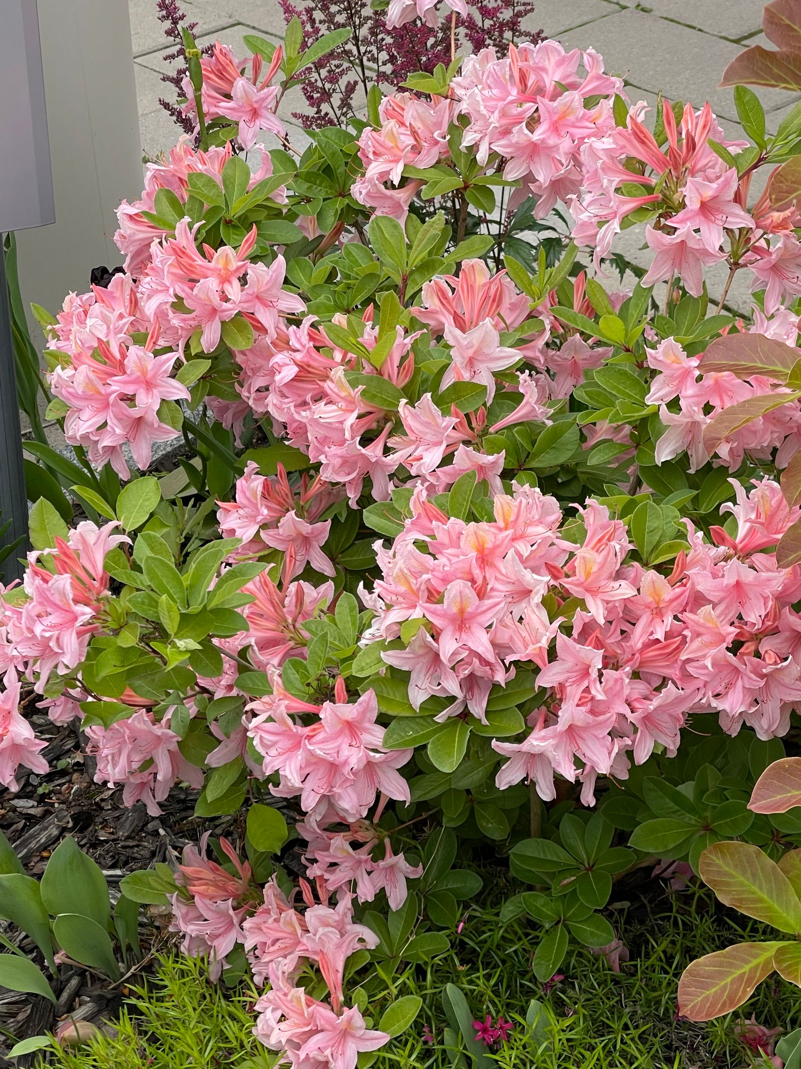 Bostadsrätt, Stadsträdgårdsgatan 14, Framnäs, Västerås