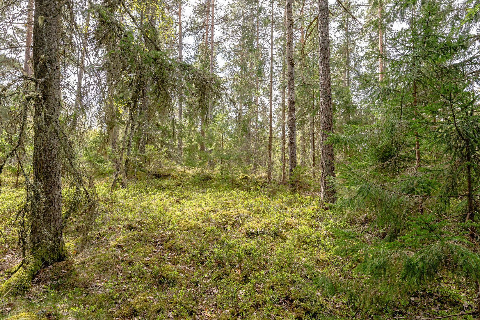 Tomt, Gnesta, Lantligt, Gnesta