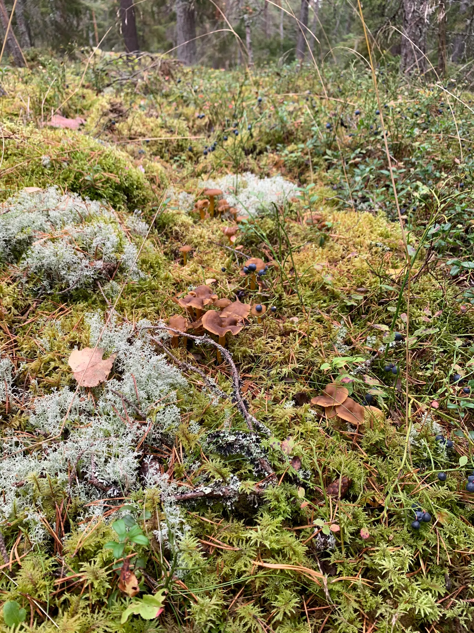 Tomt, Edövägen 10, Svartnö - Furusund, Norrtälje