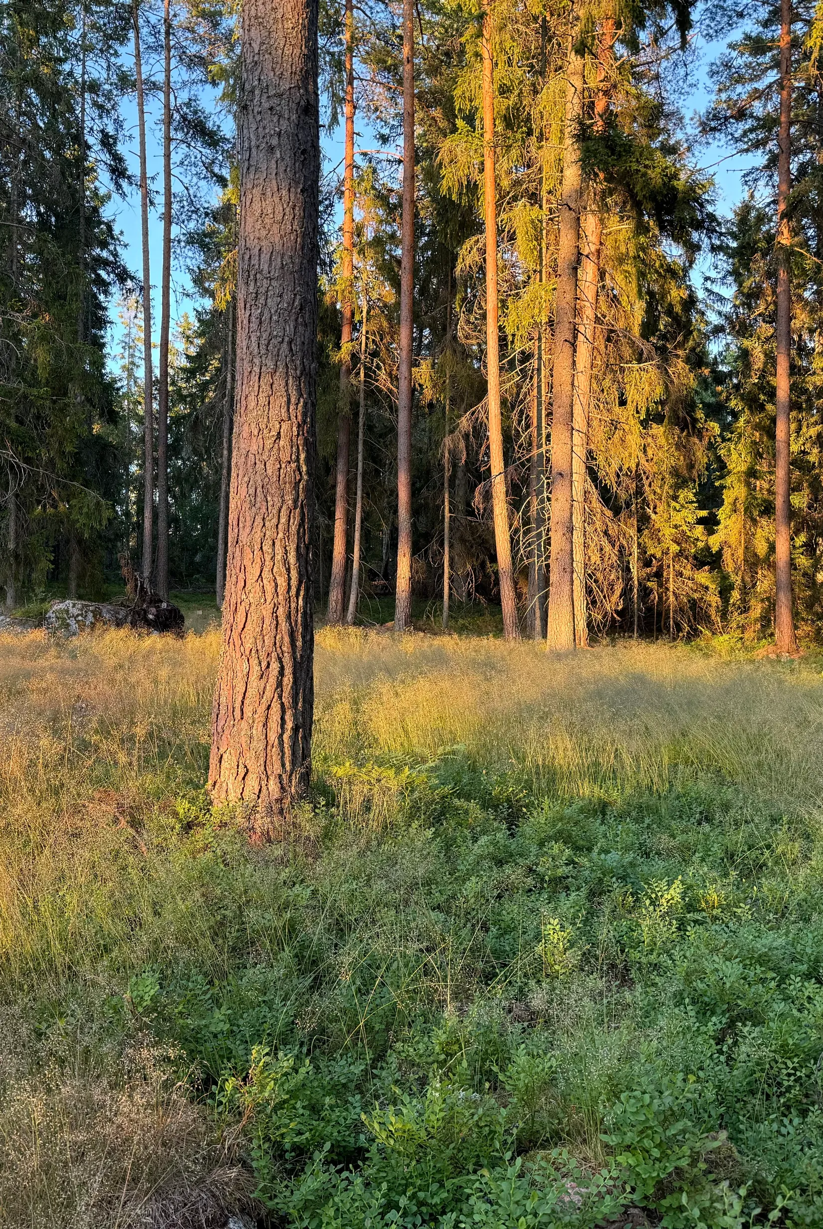Tomt, Edövägen 10, Svartnö - Furusund, Norrtälje