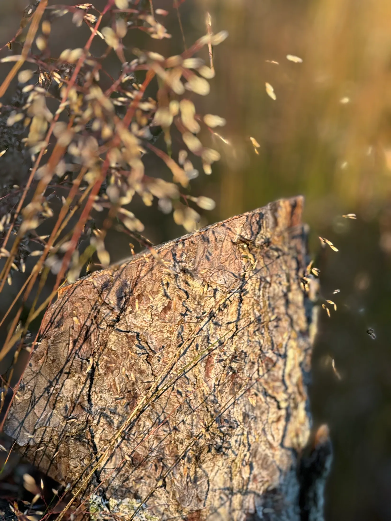 Tomt, Edövägen 10, Svartnö - Furusund, Norrtälje