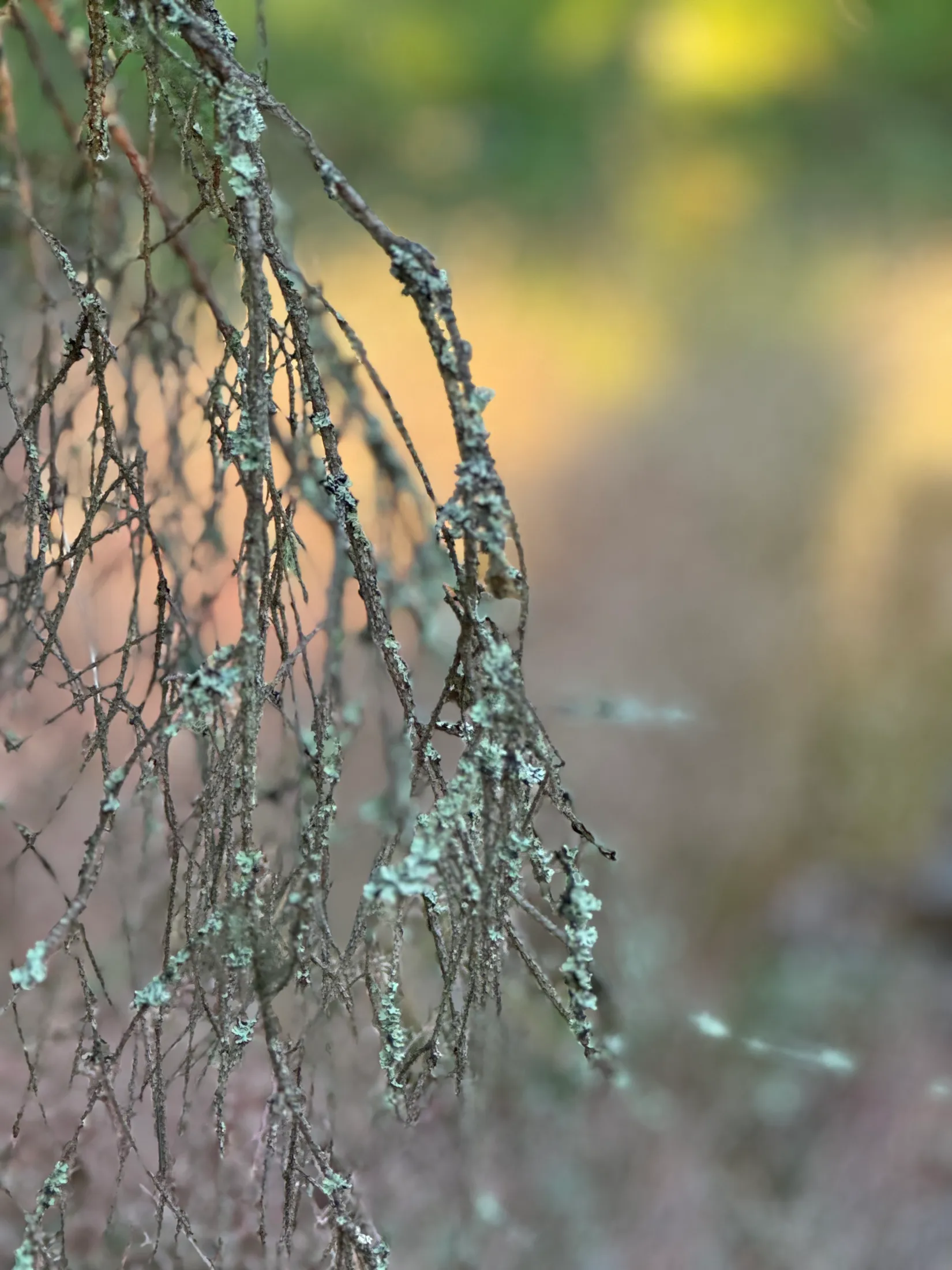 Tomt, Edövägen 10, Svartnö - Furusund, Norrtälje