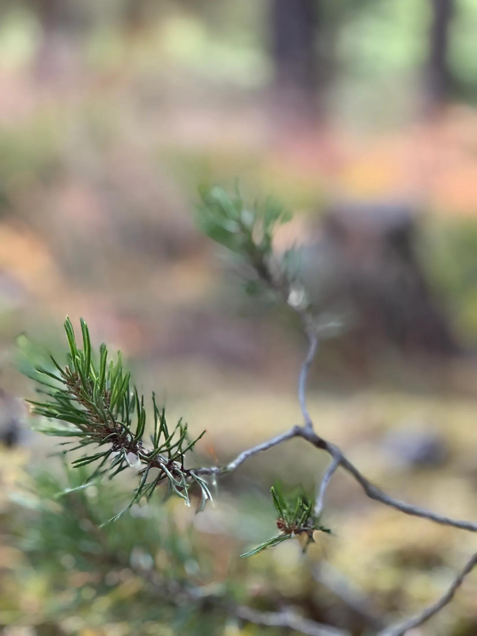 Tomt, Edövägen 10, Svartnö - Furusund, Norrtälje