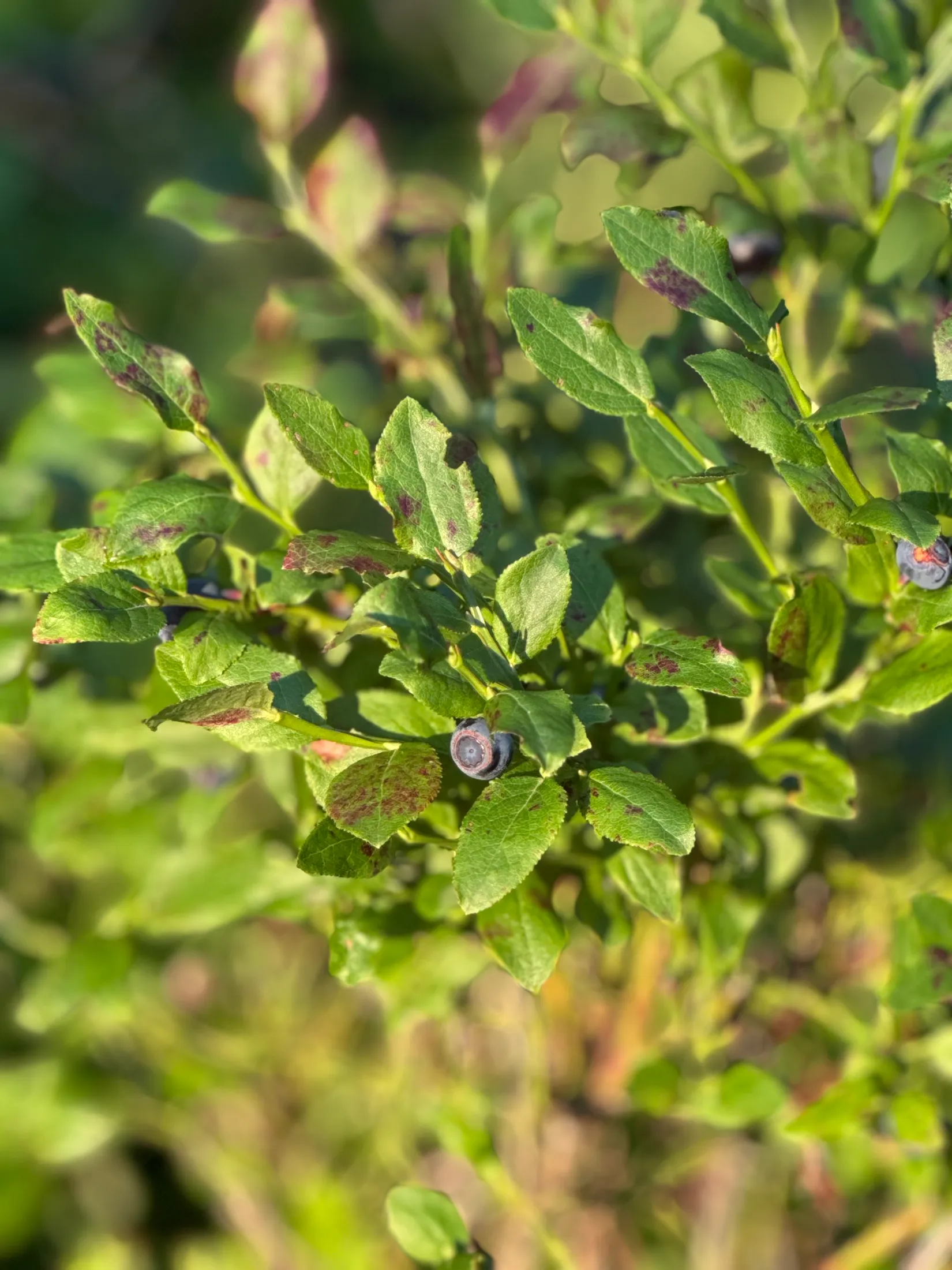 Tomt, Edövägen 10, Svartnö - Furusund, Norrtälje