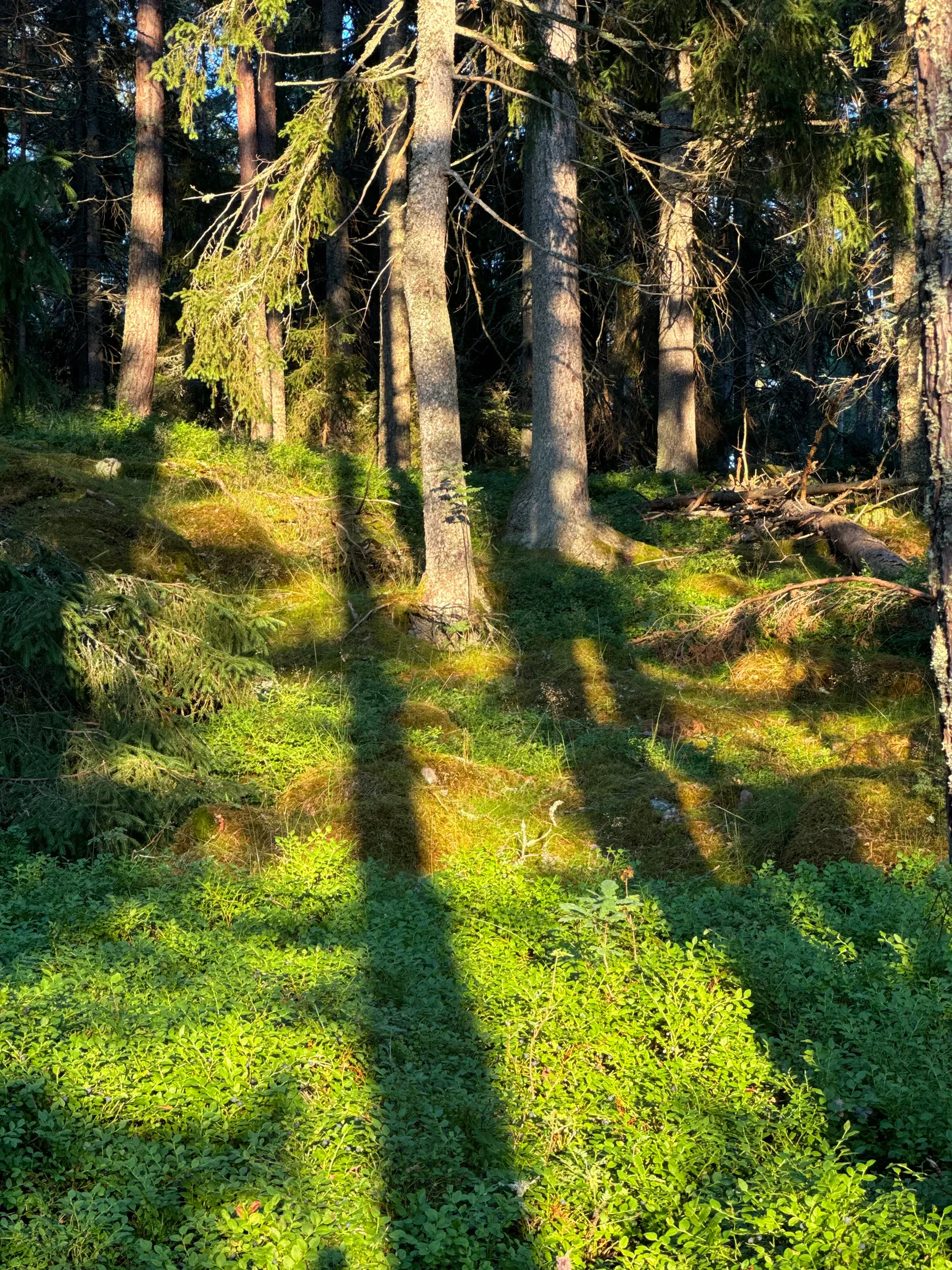 Tomt, Edövägen 10, Svartnö - Furusund, Norrtälje
