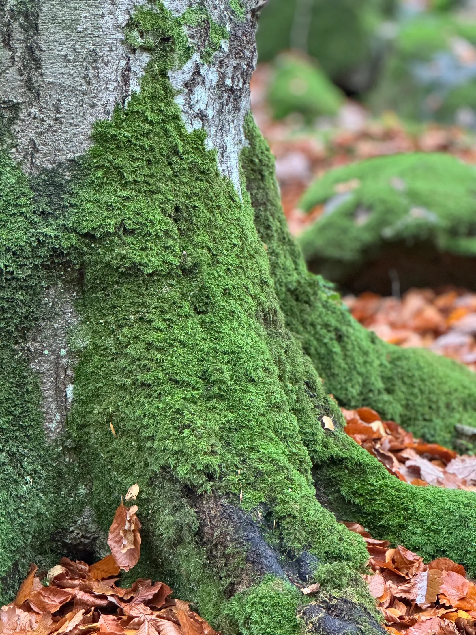 Tomt, Edövägen 10, Svartnö - Furusund, Norrtälje