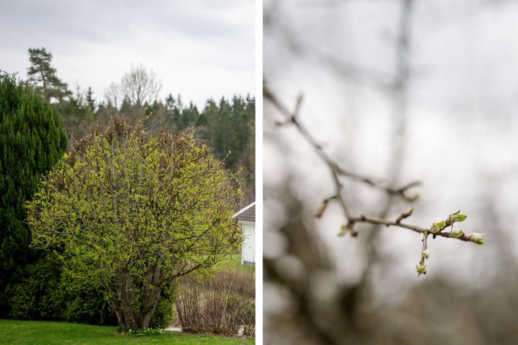 Villa, Fasanvägen 2, Ekås, Borås