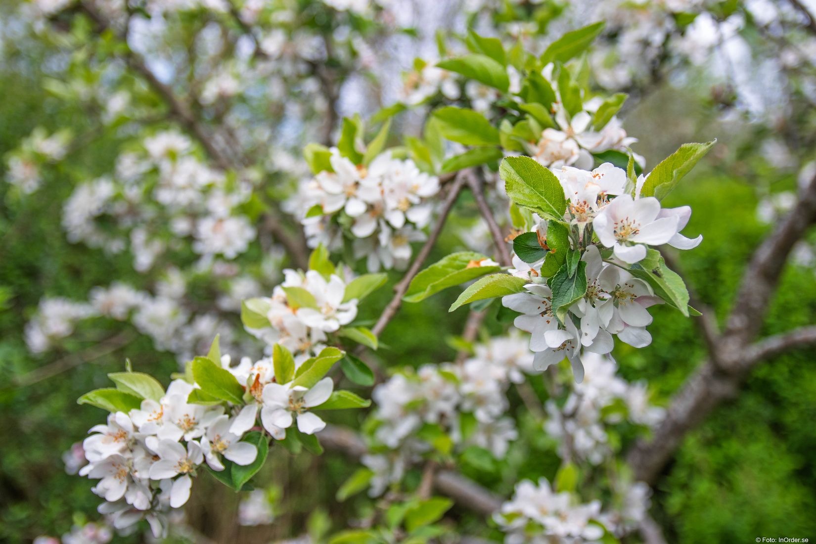 Villa, Södra Näsbyvägen 7, Näsby, Sjöbo