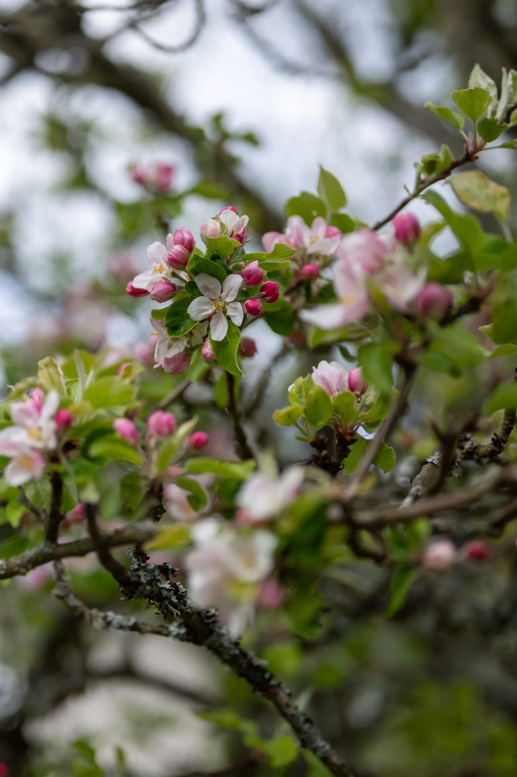 Fritidshus, Gistad Asplund 1, Gistad, Linköping