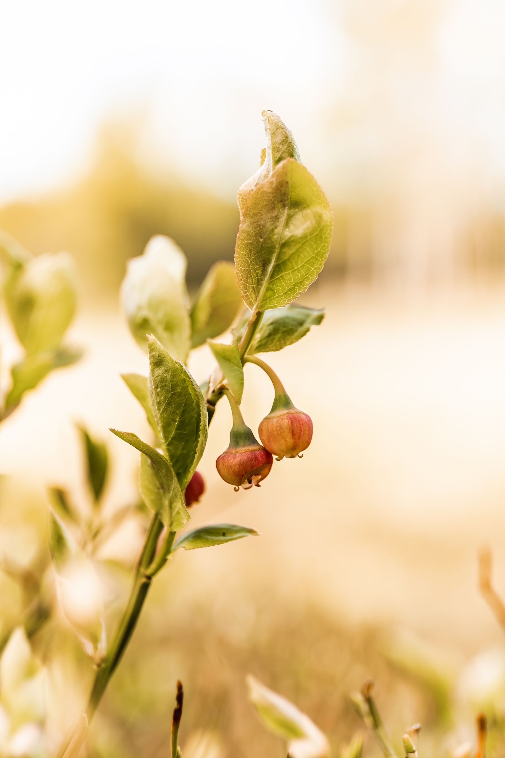 Tomt, Mellsjö 832, Mellsjö vid Gapern, Karlstad