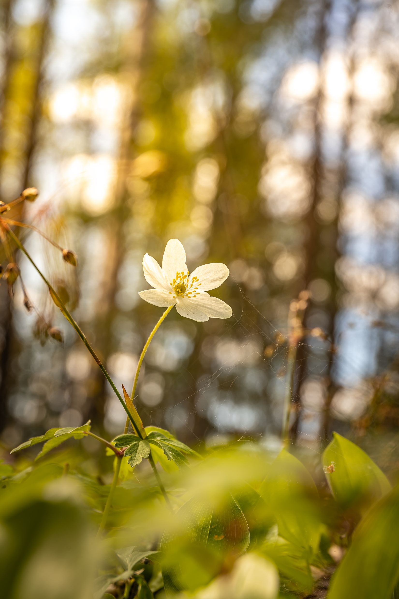 Tomt, Mellsjö 832, Mellsjö vid Gapern, Karlstad
