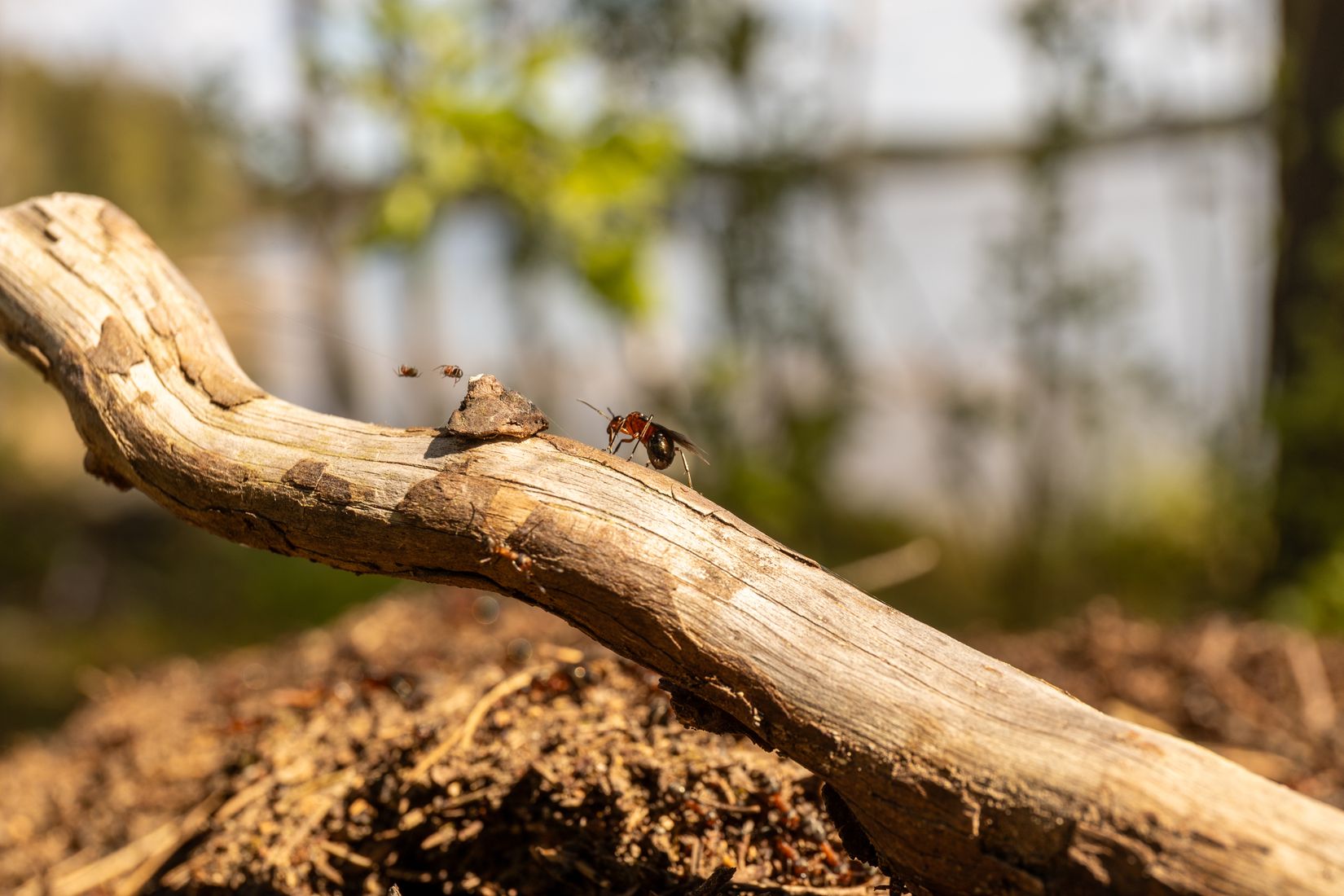 Tomt, Mellsjö 832, Mellsjö vid Gapern, Karlstad