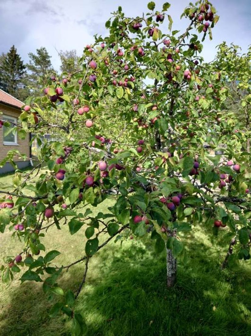 Villa, Ringvägen 8, Örnsköldsvik