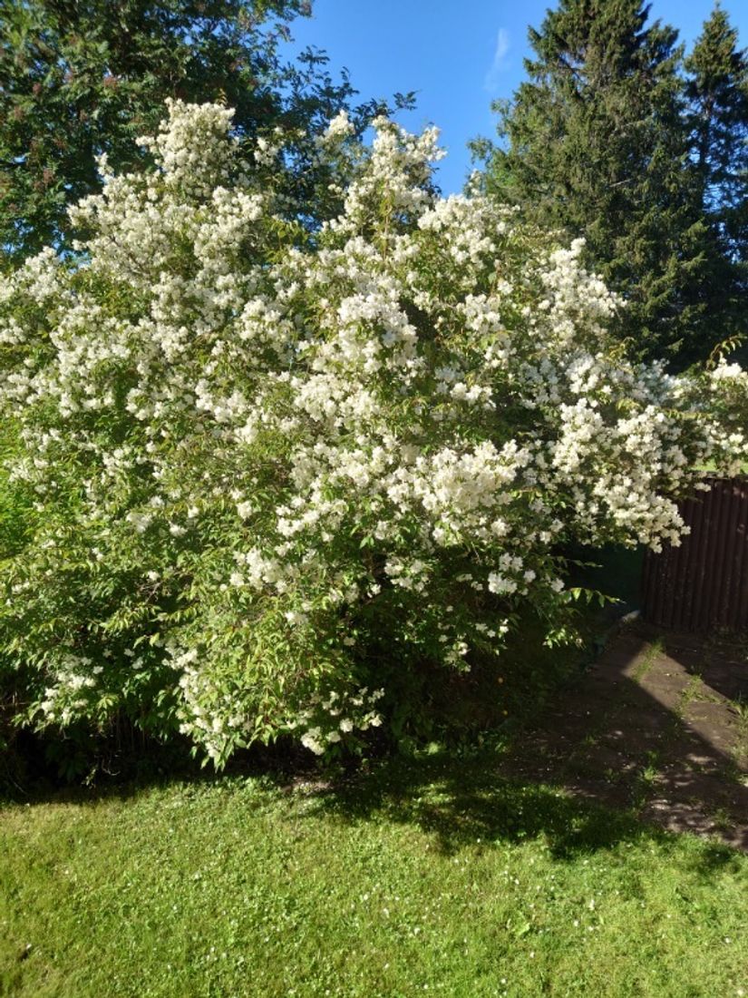 Villa, Ringvägen 8, Örnsköldsvik