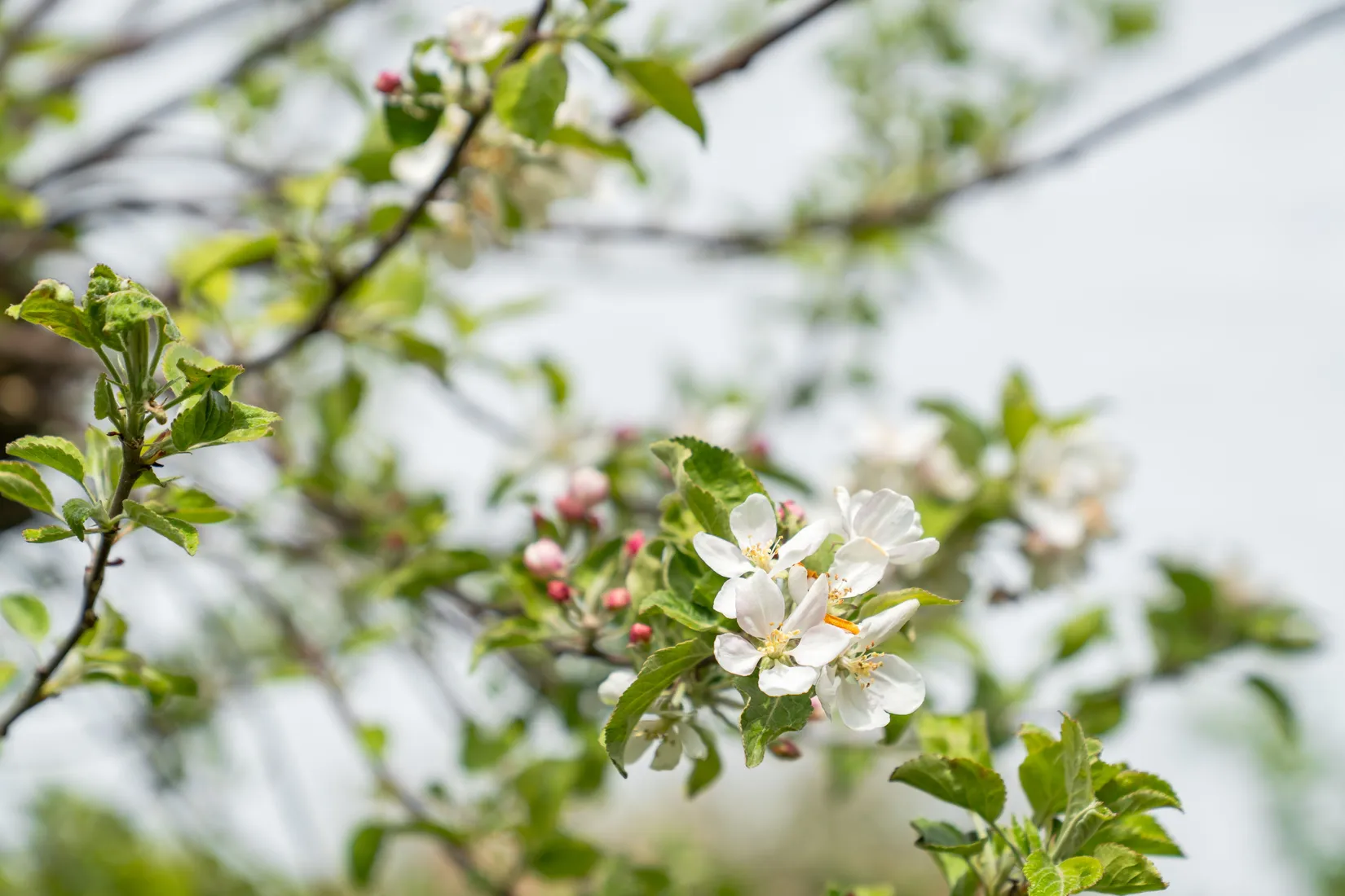 Villa, Möllegränd 3, Eslöv