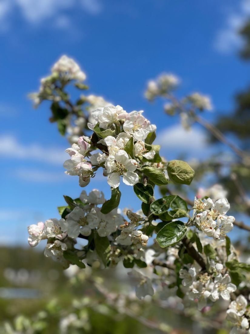 Villa, Örnklovägen 5, Kolvik, Värmdö